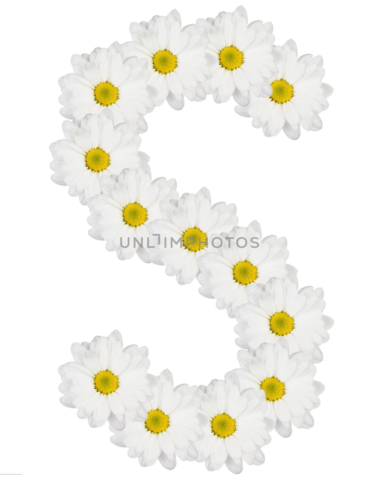 Letter S made from white flowers