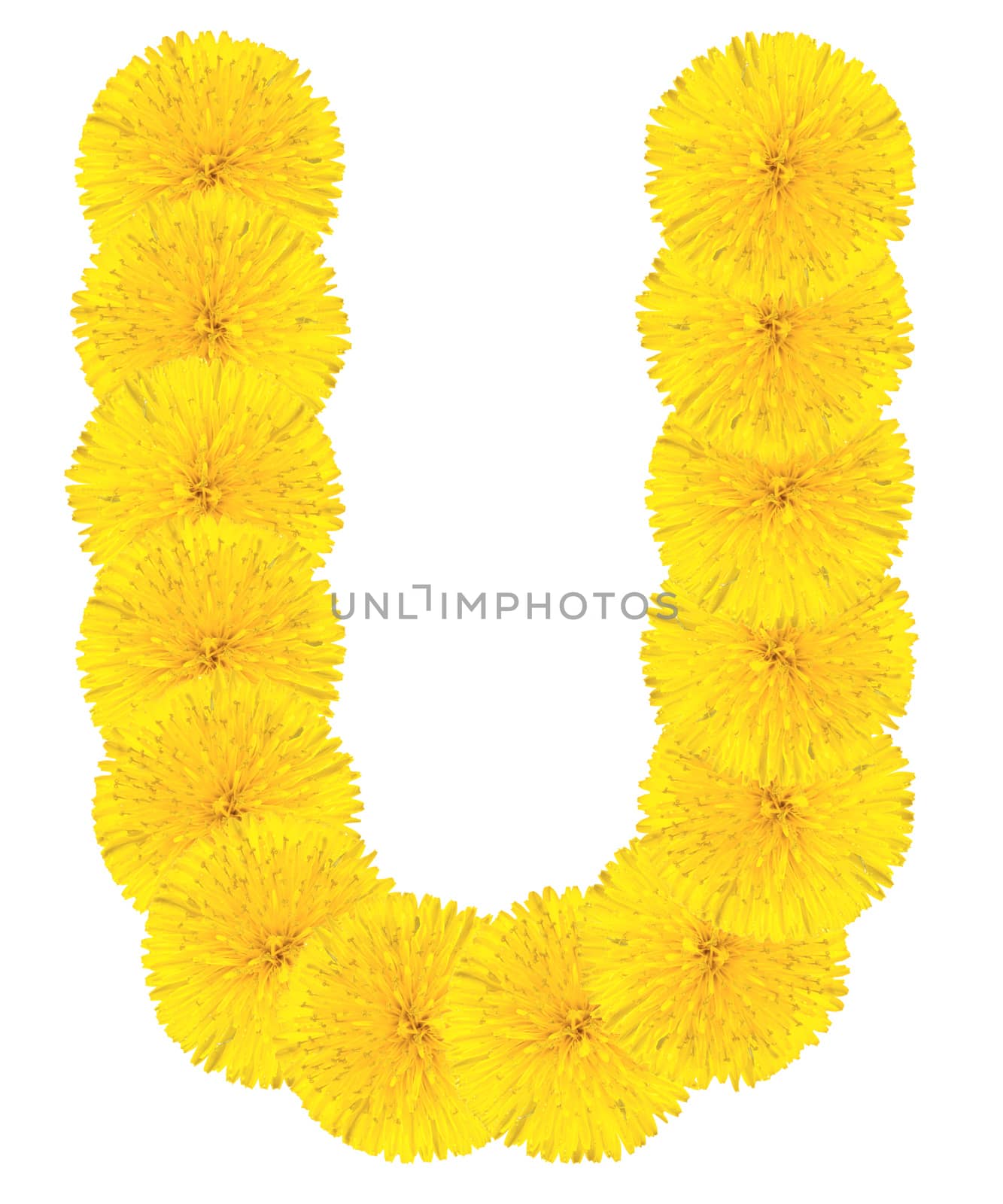 Letter U made from dandelion flowers isolated on white background