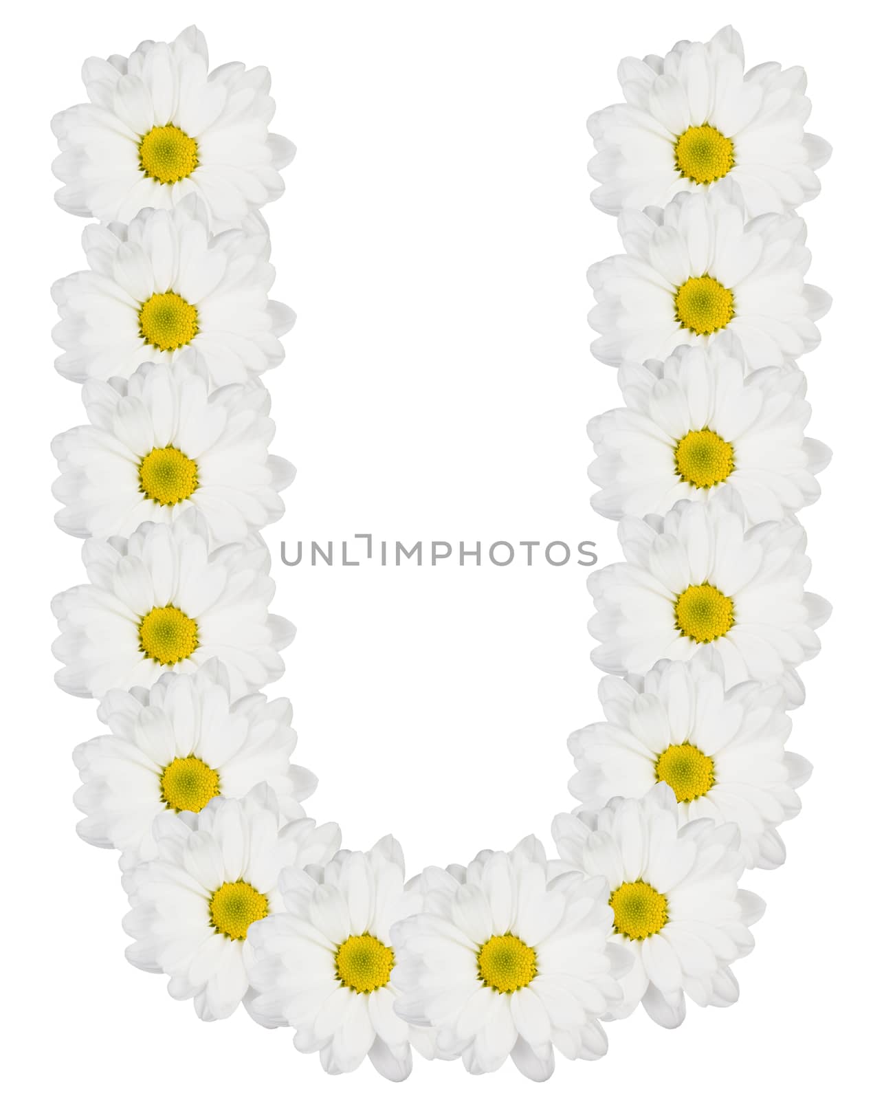 Letter U made from white flowers