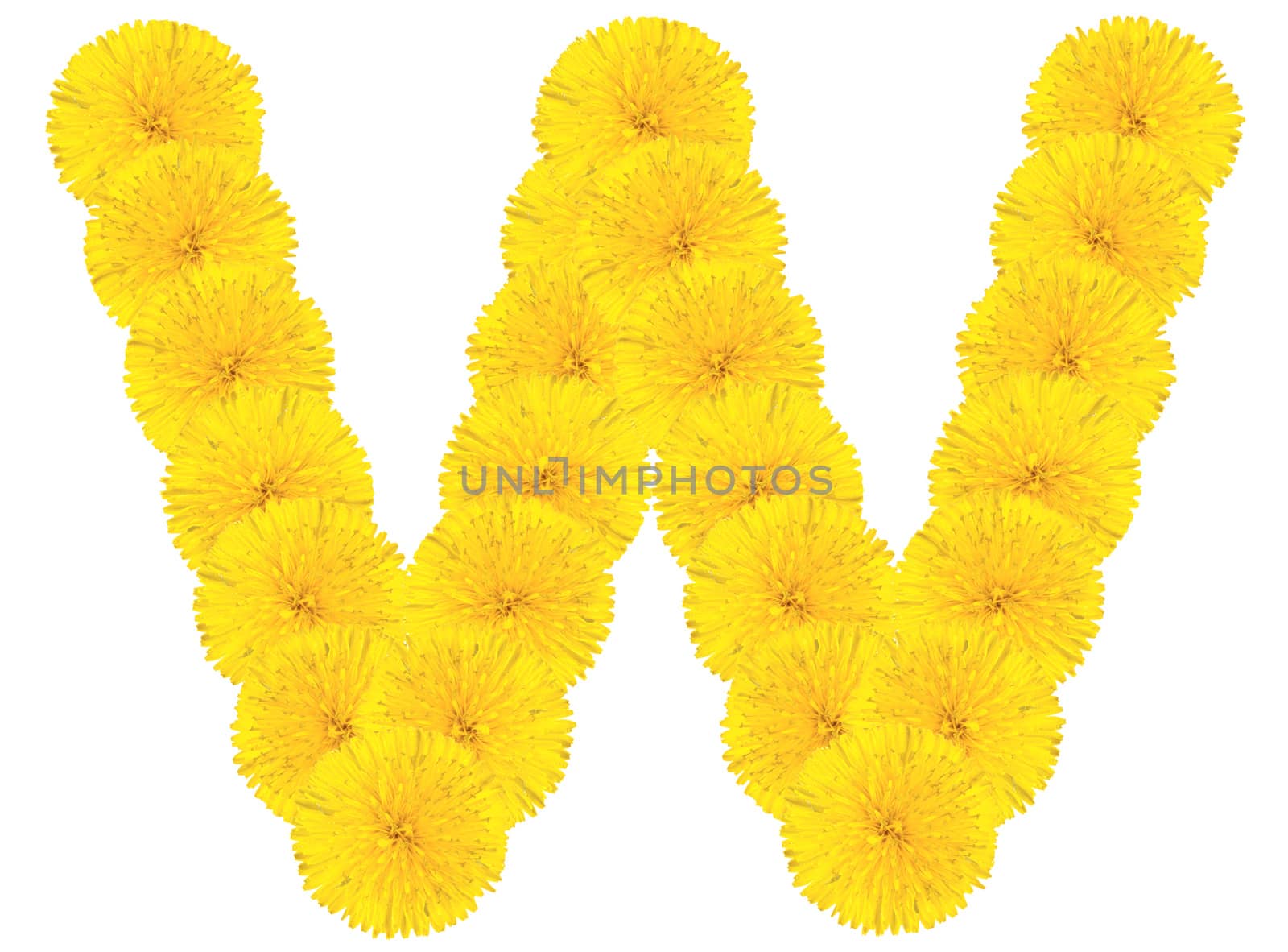 Letter V made from dandelion flowers isolated on white background