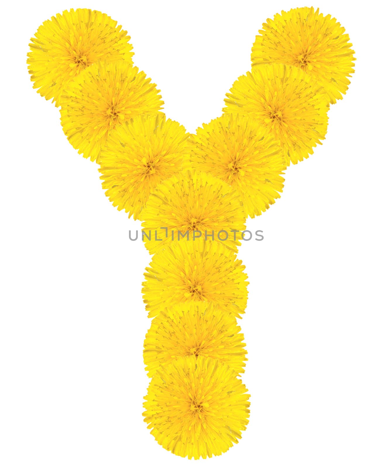 Letter Y made from dandelion flowers isolated on white background