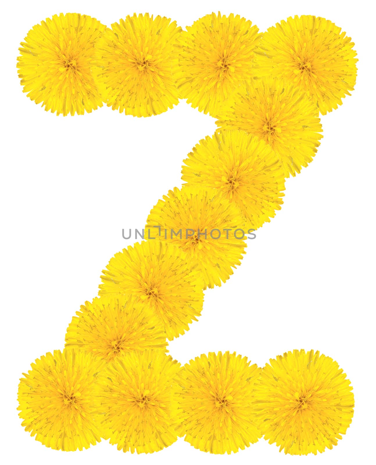 Letter Z made from dandelion flowers isolated on white background