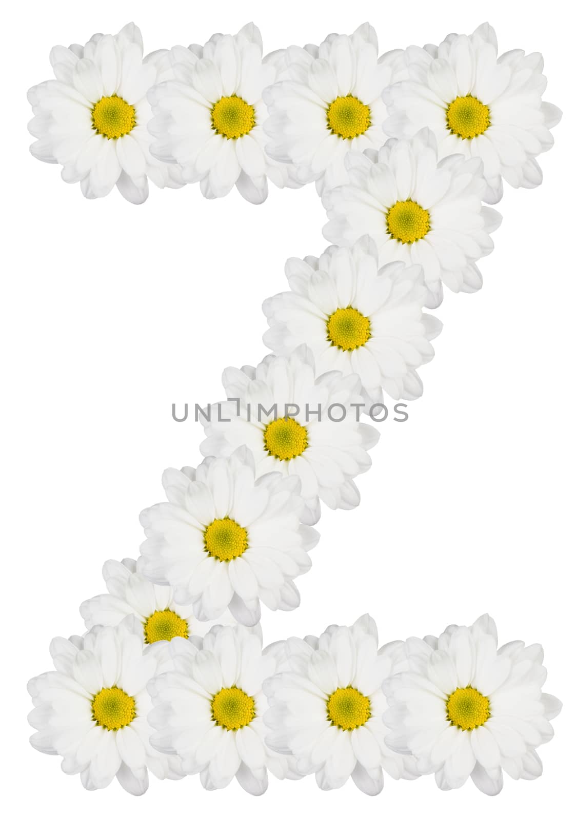 Letter Z made from white flowers