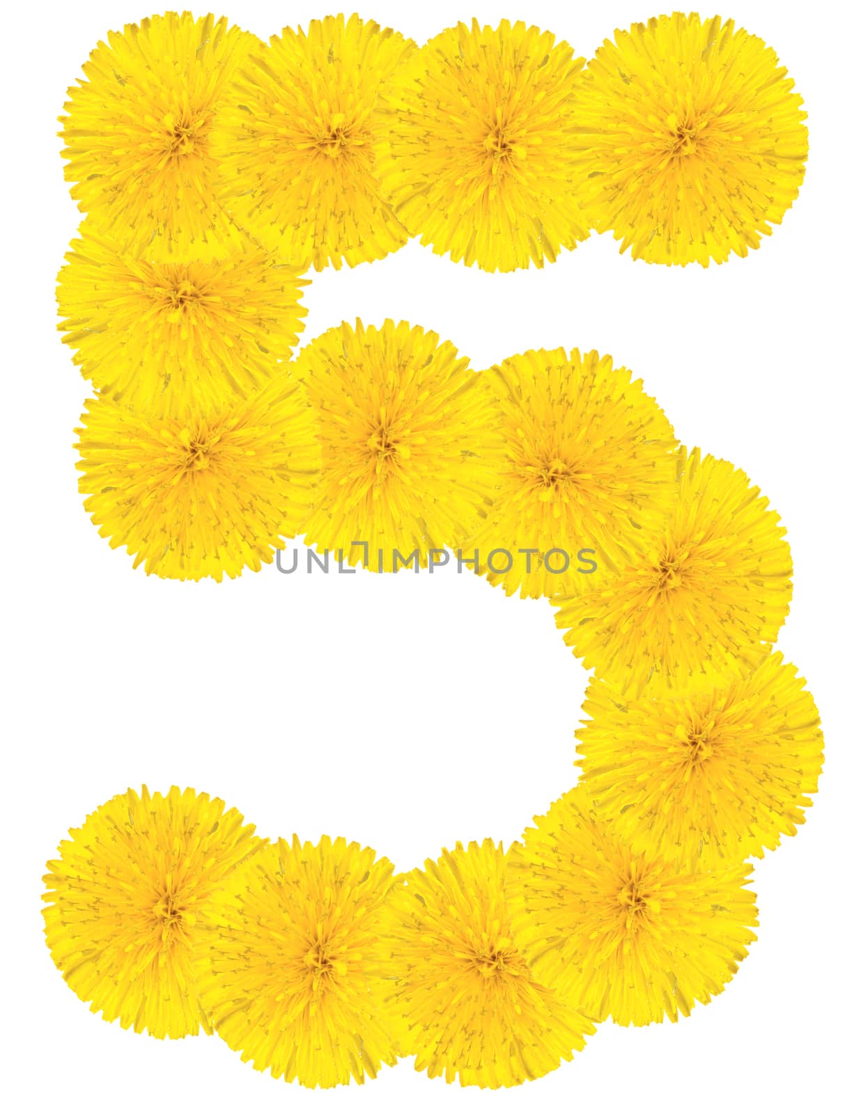 Number 5 made from dandelion flower isolated on white background