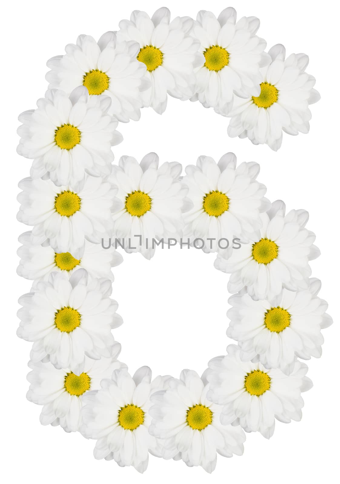 Number 6 made from white flowers