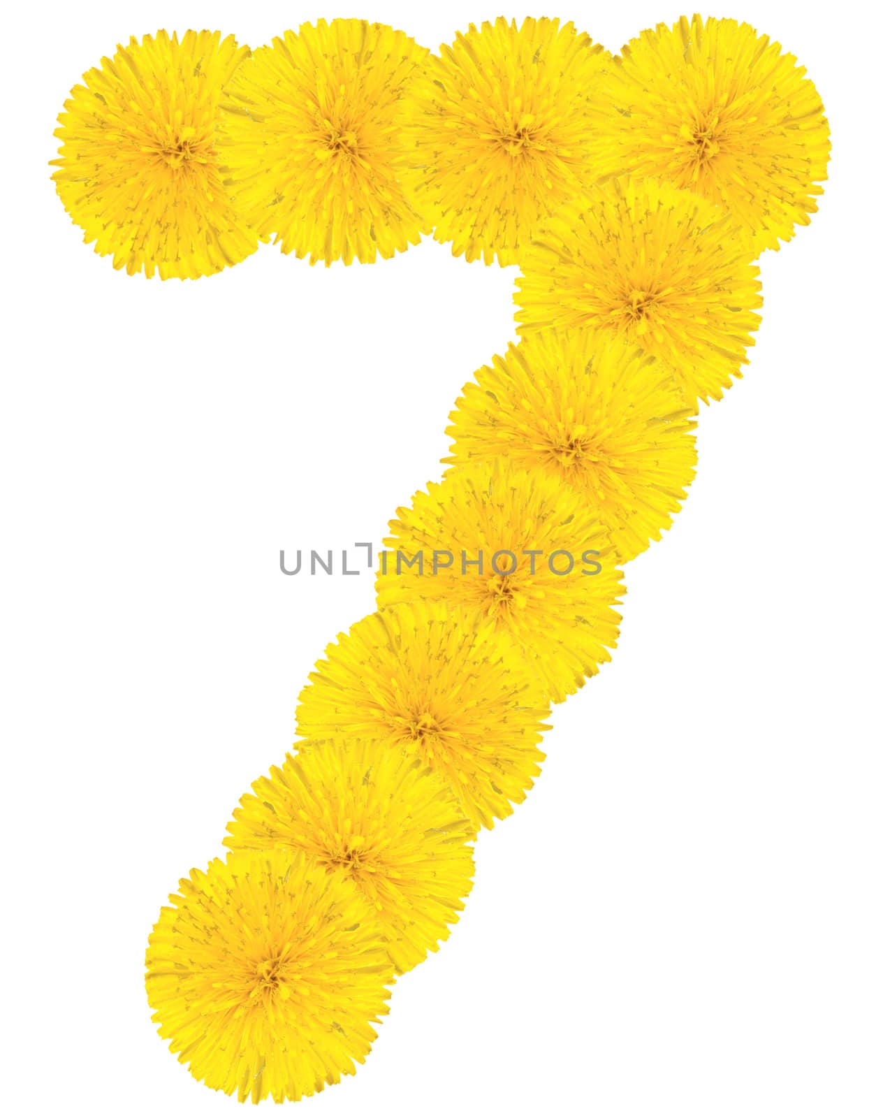 Number 7 made from dandelion flower isolated on white background