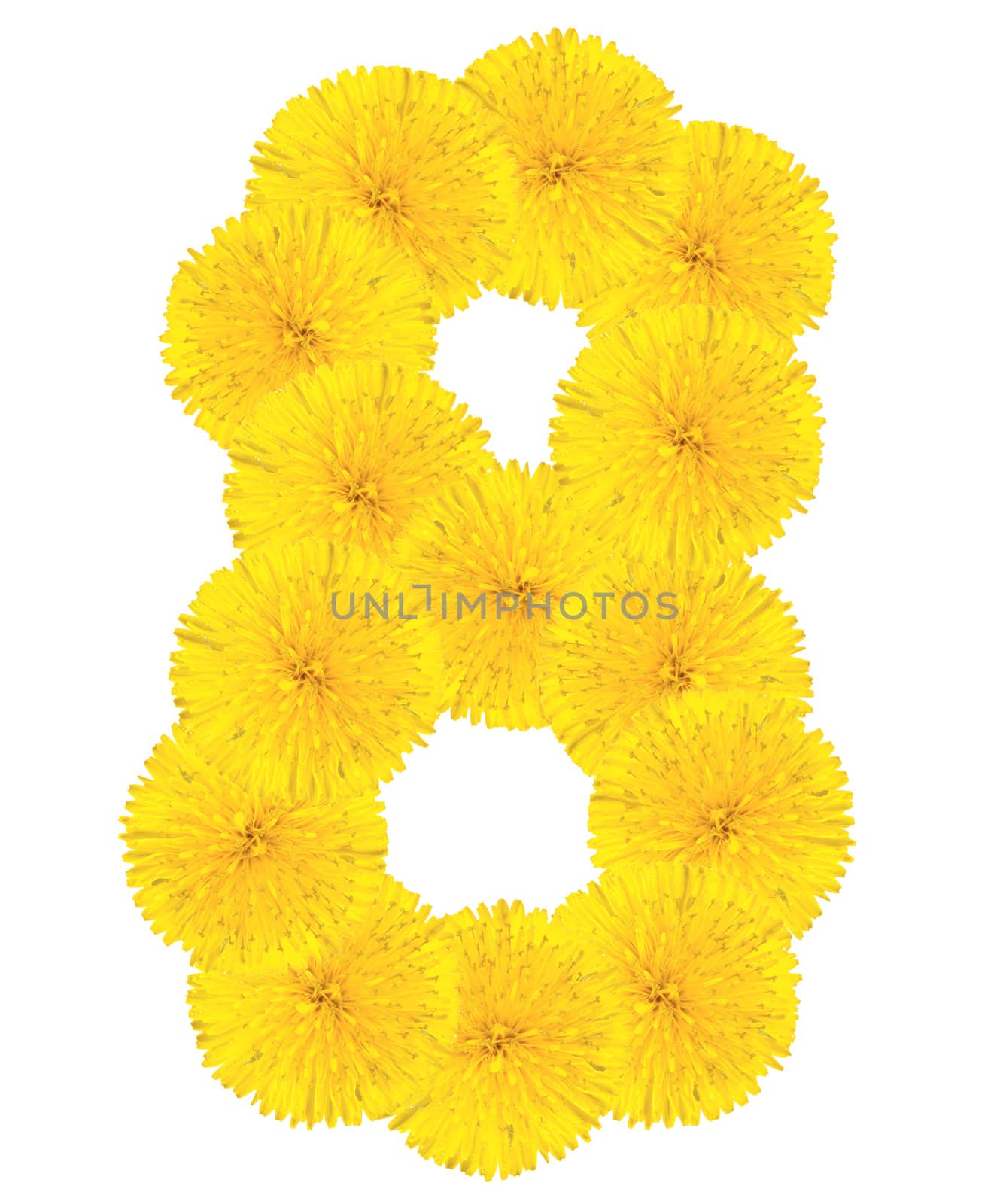 Number 8 made from dandelion flower isolated on white background
