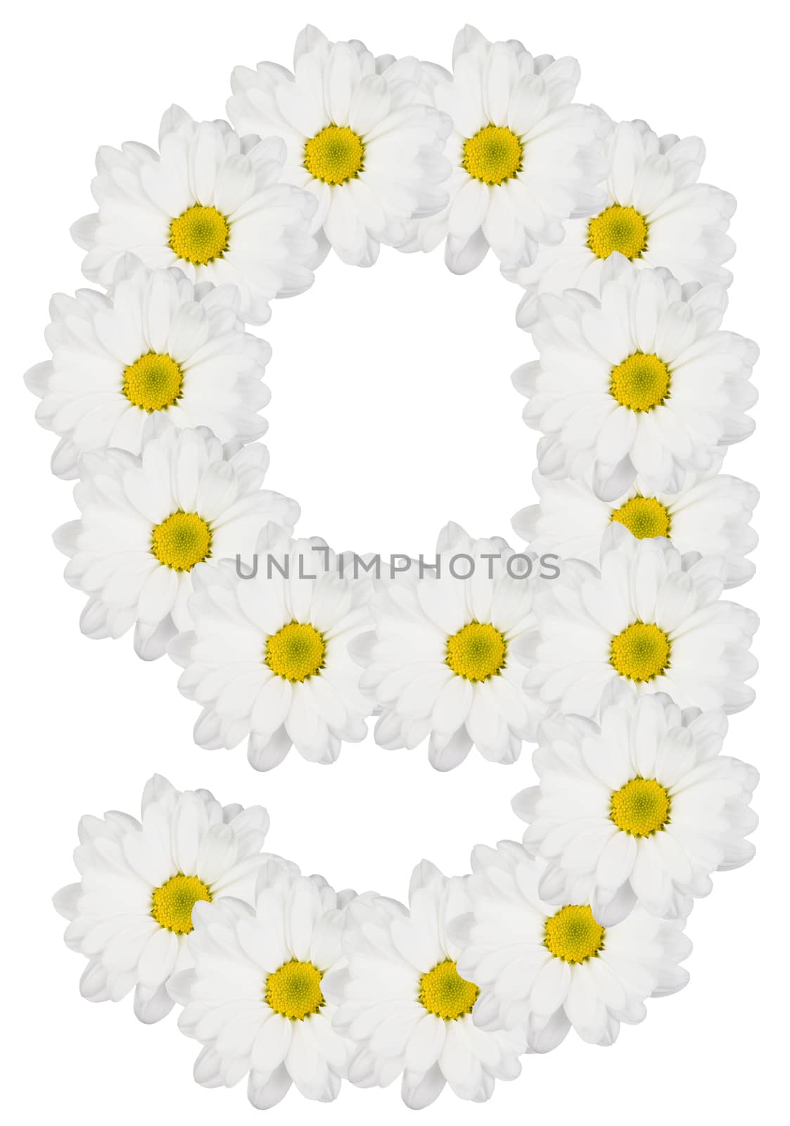 Number 9 made from white flowers