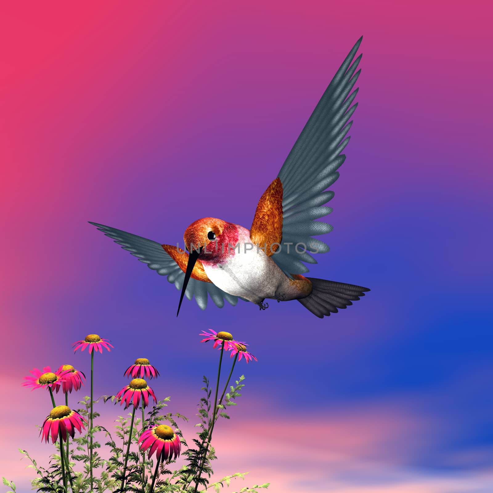 Rufous hummingbird flying upon red daisies by cloudy day - 3D render