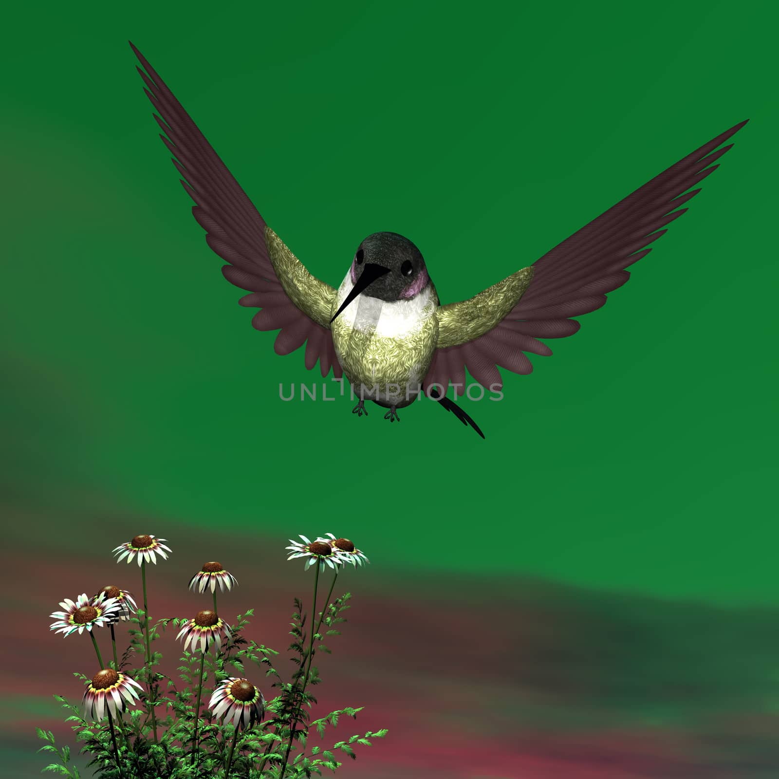 Costa's hummingbird flying upon whate daisies - 3D render
