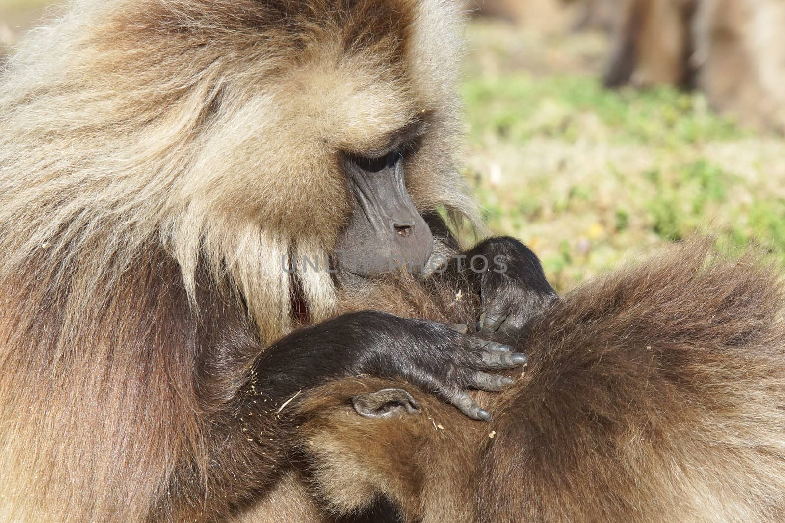 Gelada, Semien Mountains National Park, Ethiopia, Africa