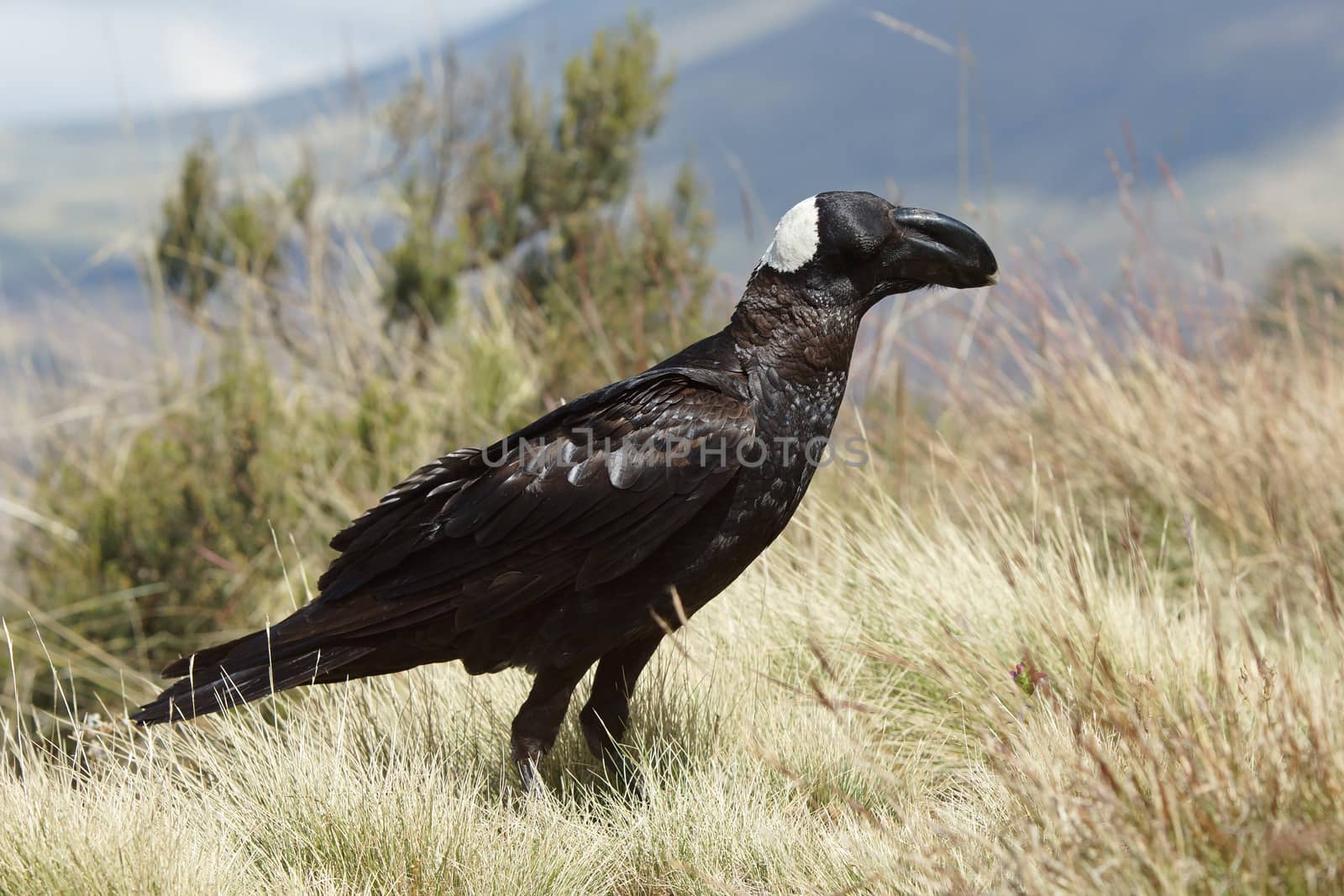 Thick-billed Raven, Ethiopia, Africa