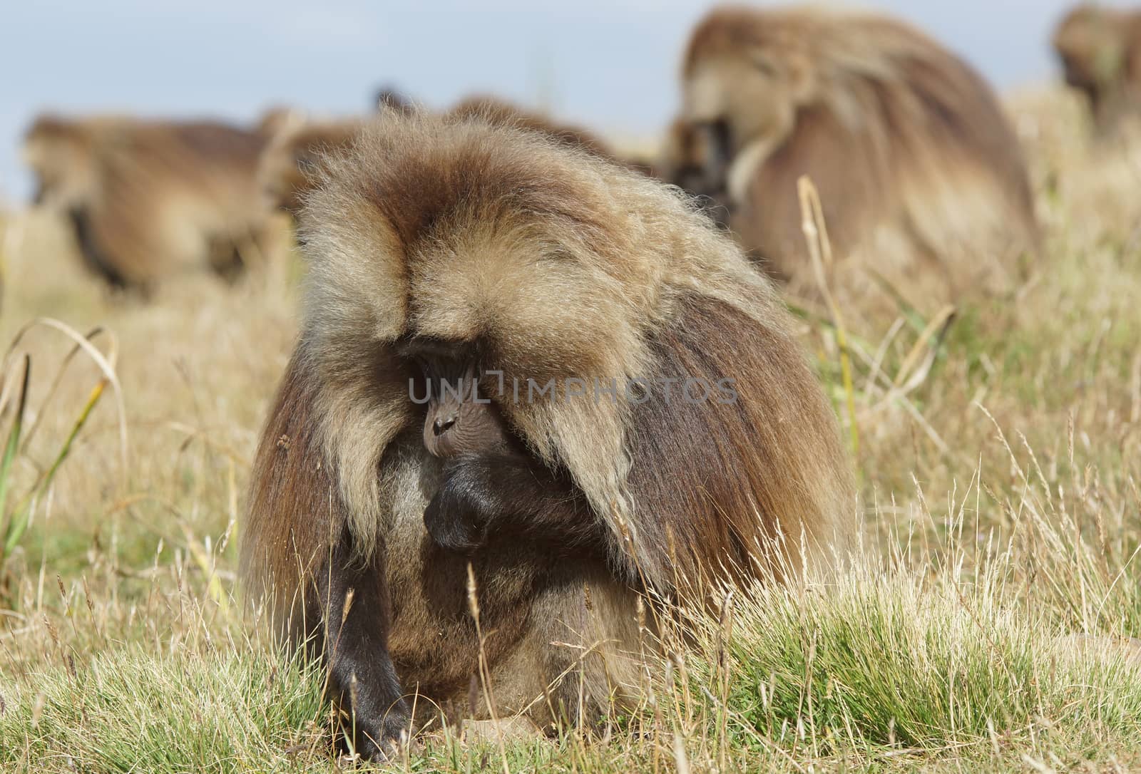 Gelada, Semien Mountains National Park, Ethiopia, Africa