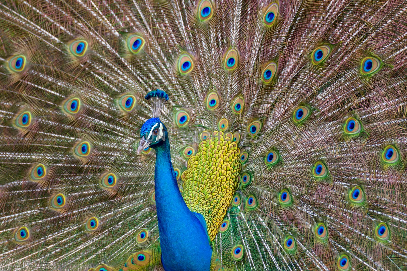 Male Indian Peacock displays its iridescent blue and green plumage.