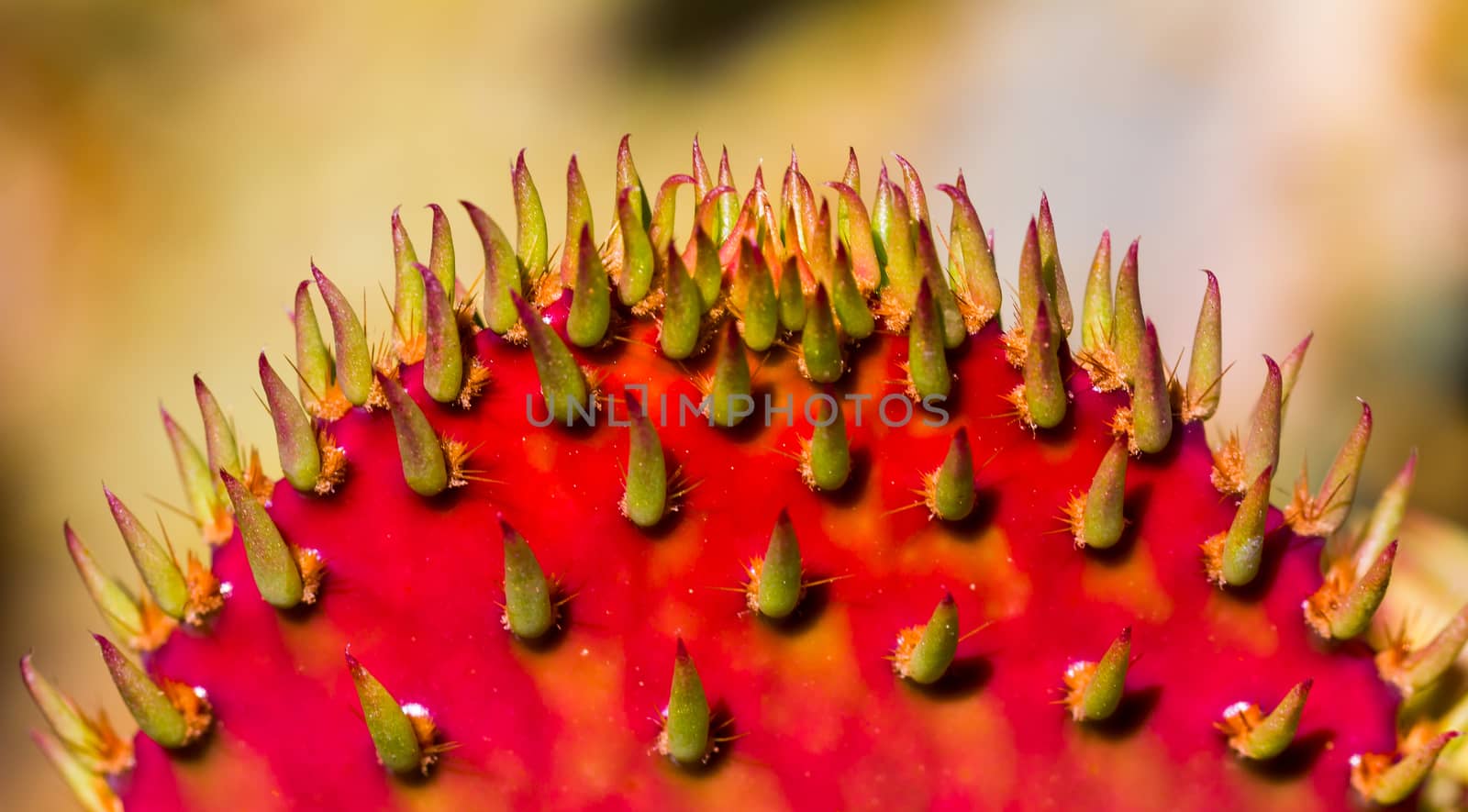 Close-up view of Red Prickly Pear Cactus macro
