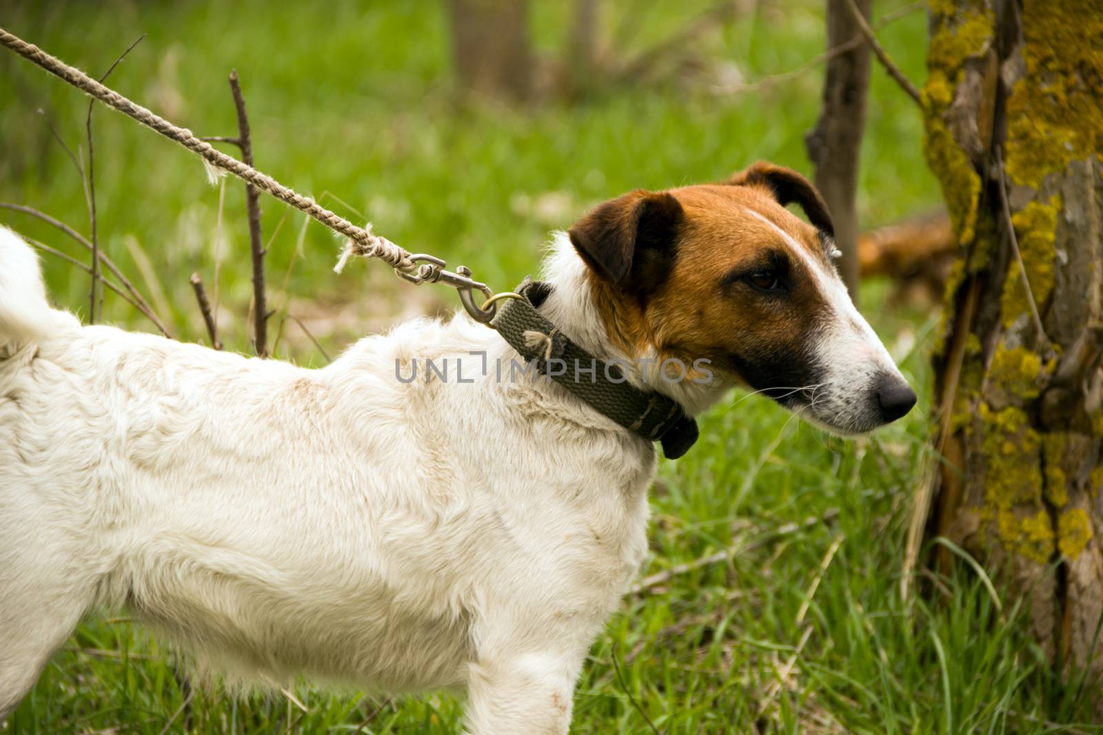 Smooth Fox Terrier nice on a leash