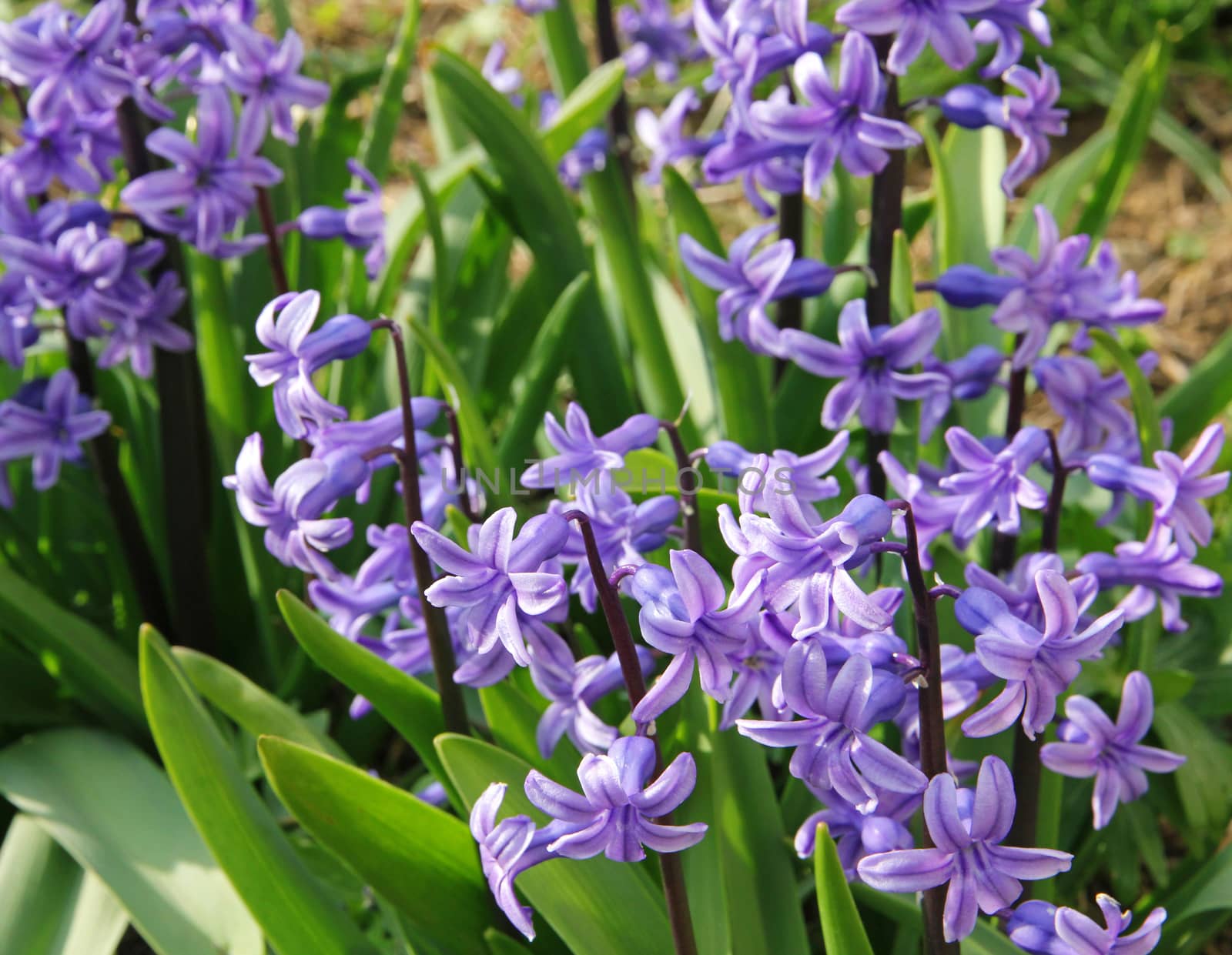 Purple hyacinths (hyacinthus) is one of the first beautiful spring flowers can use as background