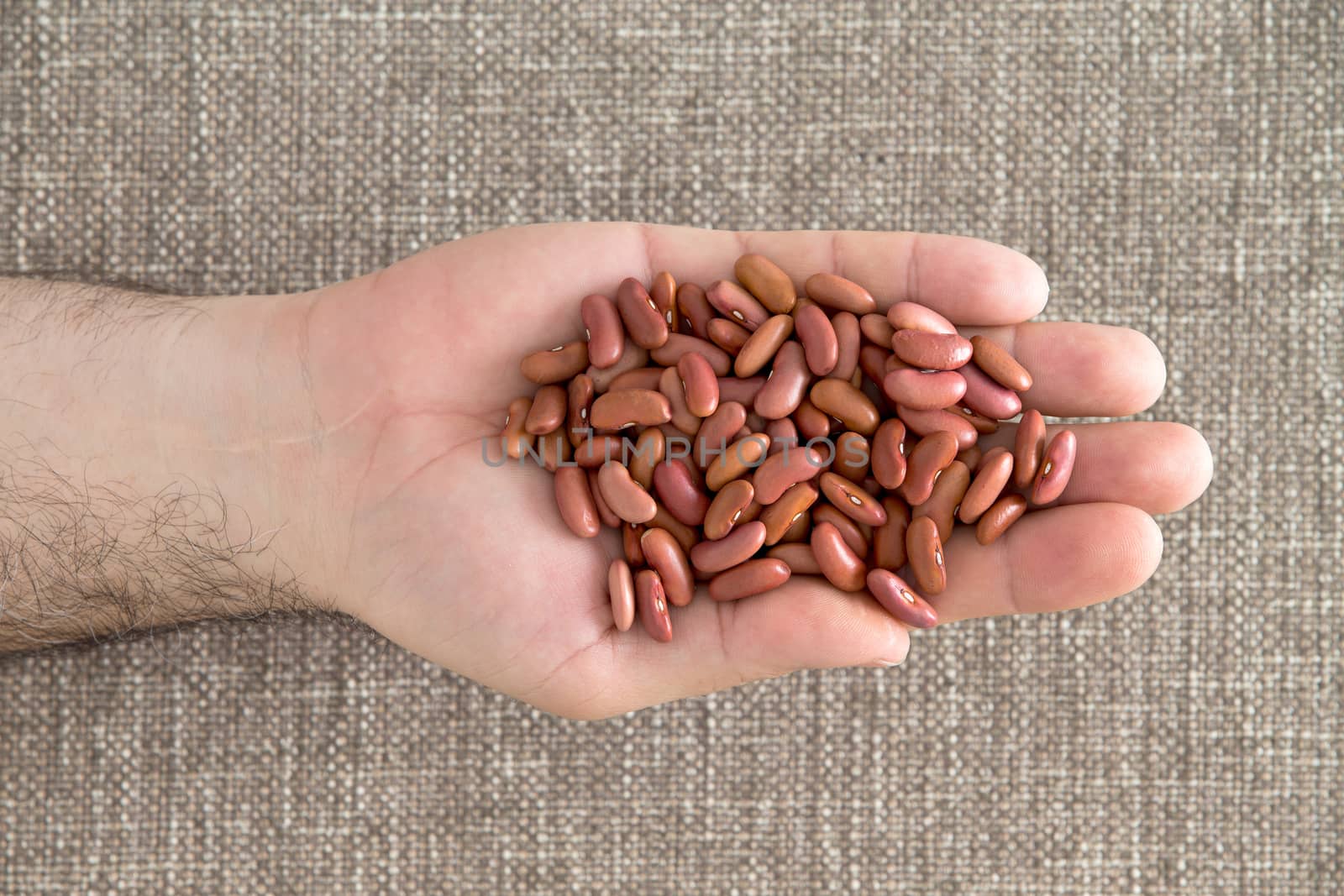 Man displaying a handful of red kidney beans by coskun