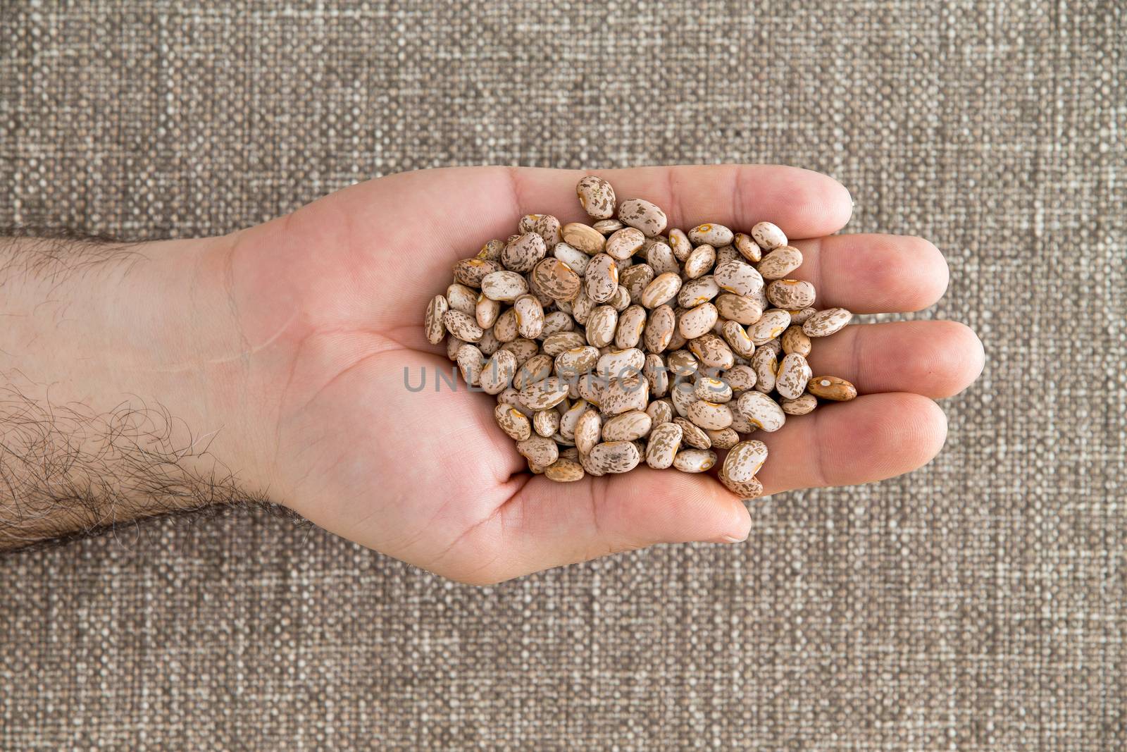 Man holding a handful of dried pinto beans by coskun