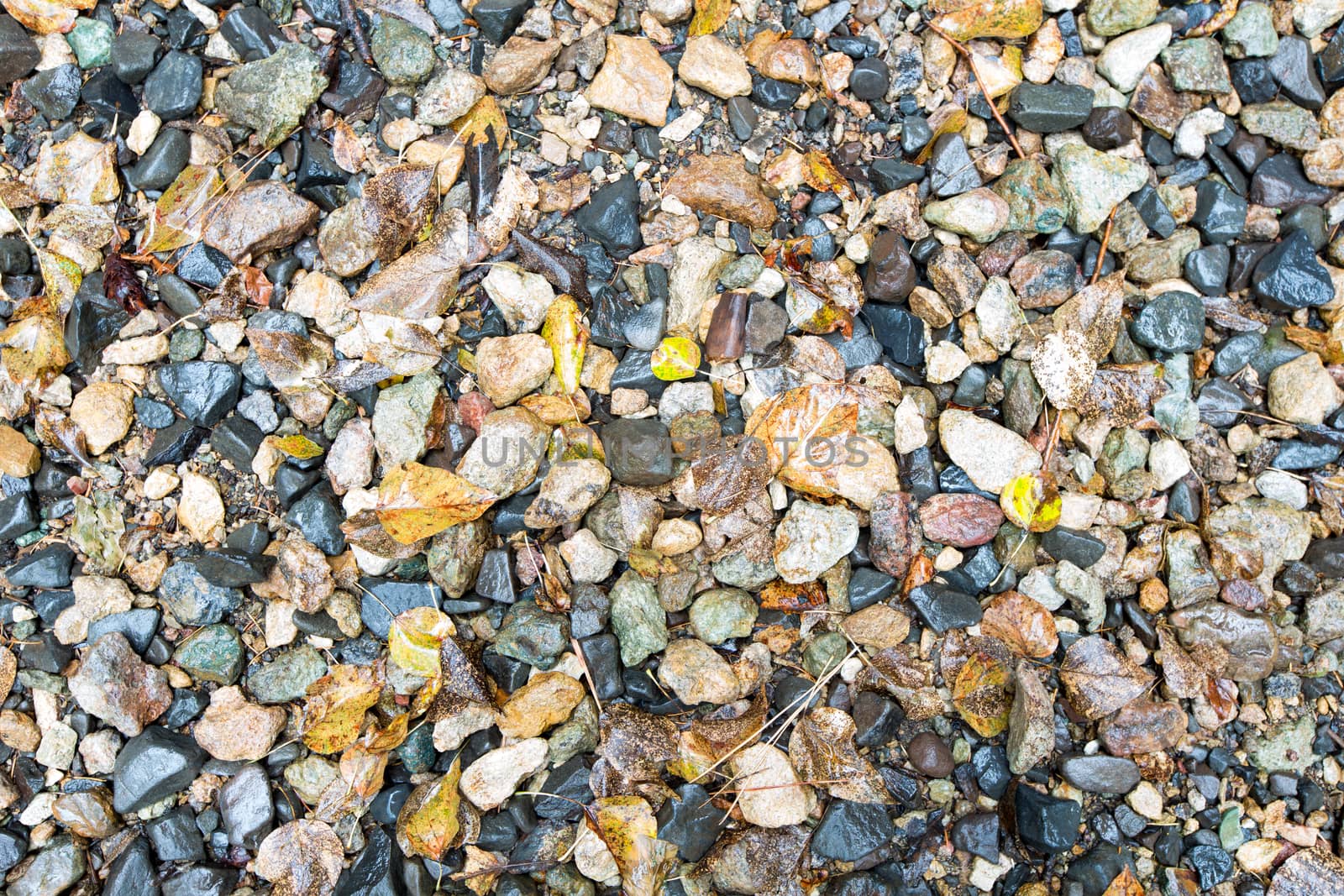 Plenty of Wet Small Rocks and Fallen Leaves for Wallpaper Backgrounds, Captured in High Angle View.