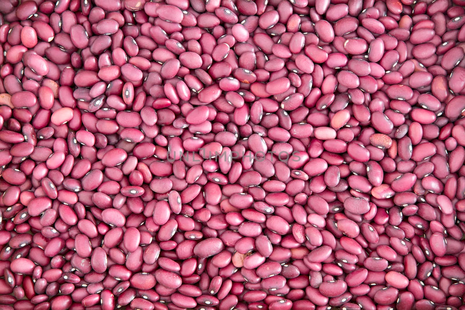 Plenty of Small Red Beans for Wallpaper Background by coskun