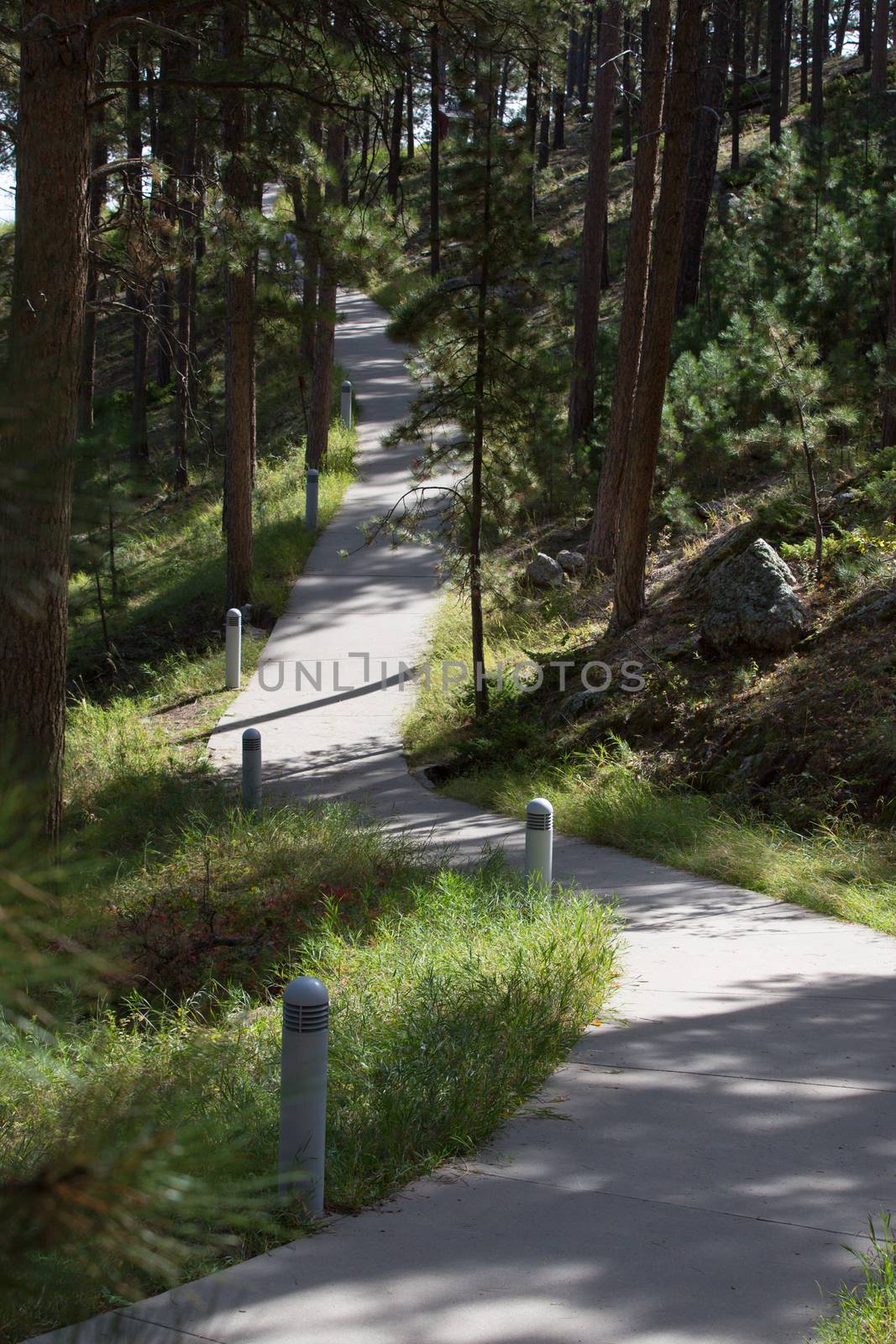 Concrete path winding through pine trees by coskun