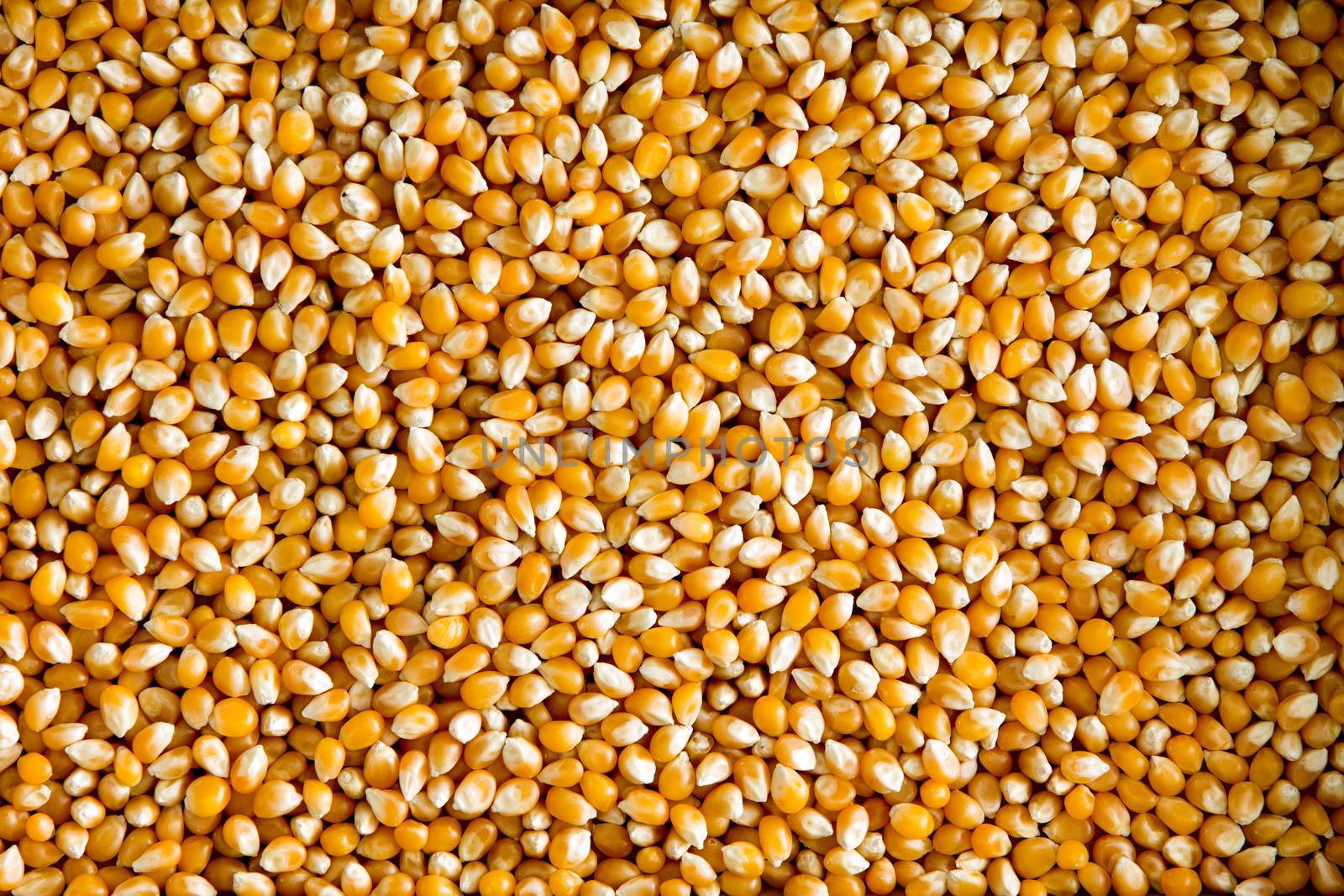 Overhead background view of a layer of healthy dried corn or maize kernels, a staple grain rich in dietary fiber and starch