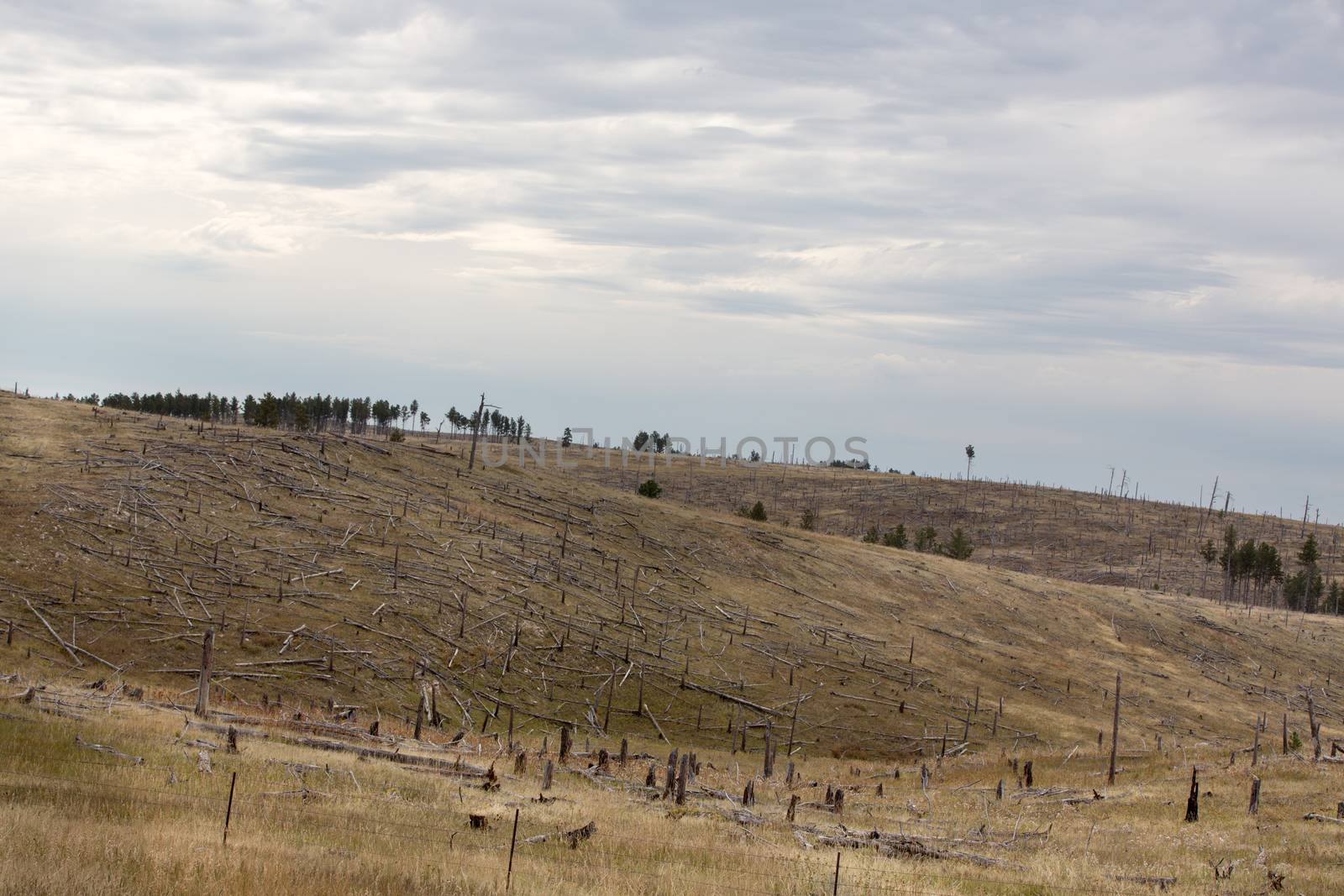 Deforested hillside with remnants of felled trees by coskun