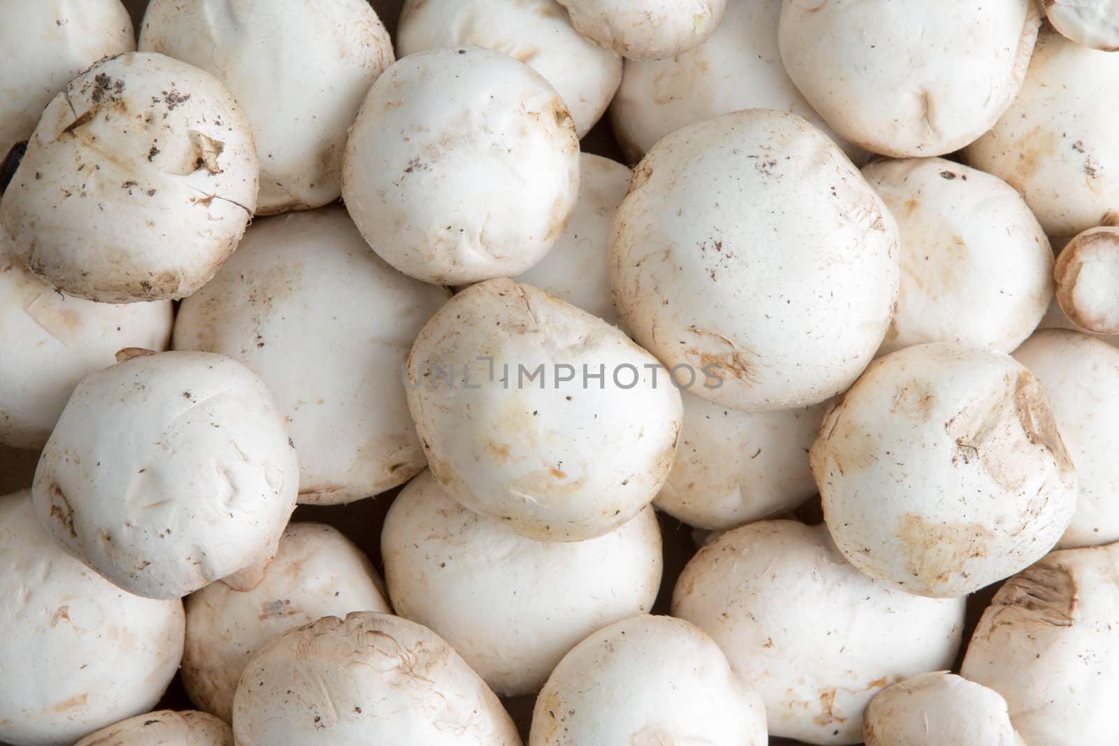 Background of whole fresh white button mushrooms, Agaricus bisporus, viewed from the top, a common cultivated mushroom popular as a savory ingredient in cooking