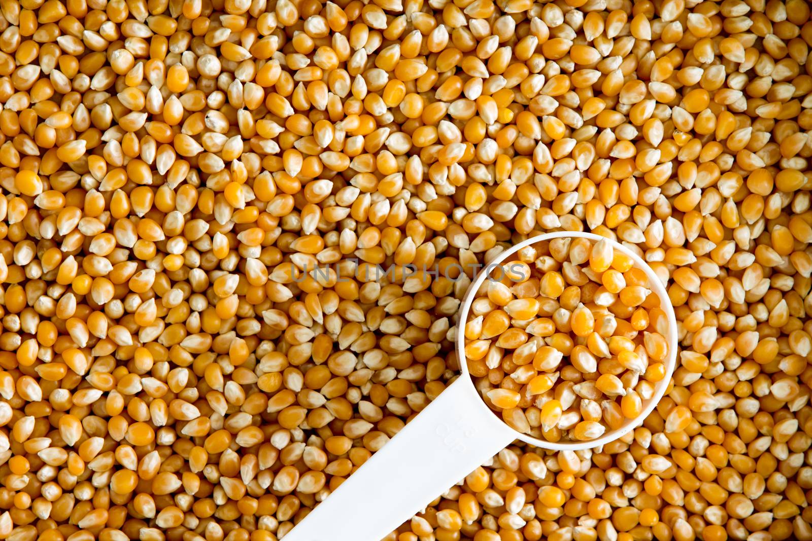 Dried corn kernels background texture, maize is rich in starch and a staple cereal, viewed from above with a small white plastic spoon or scoop