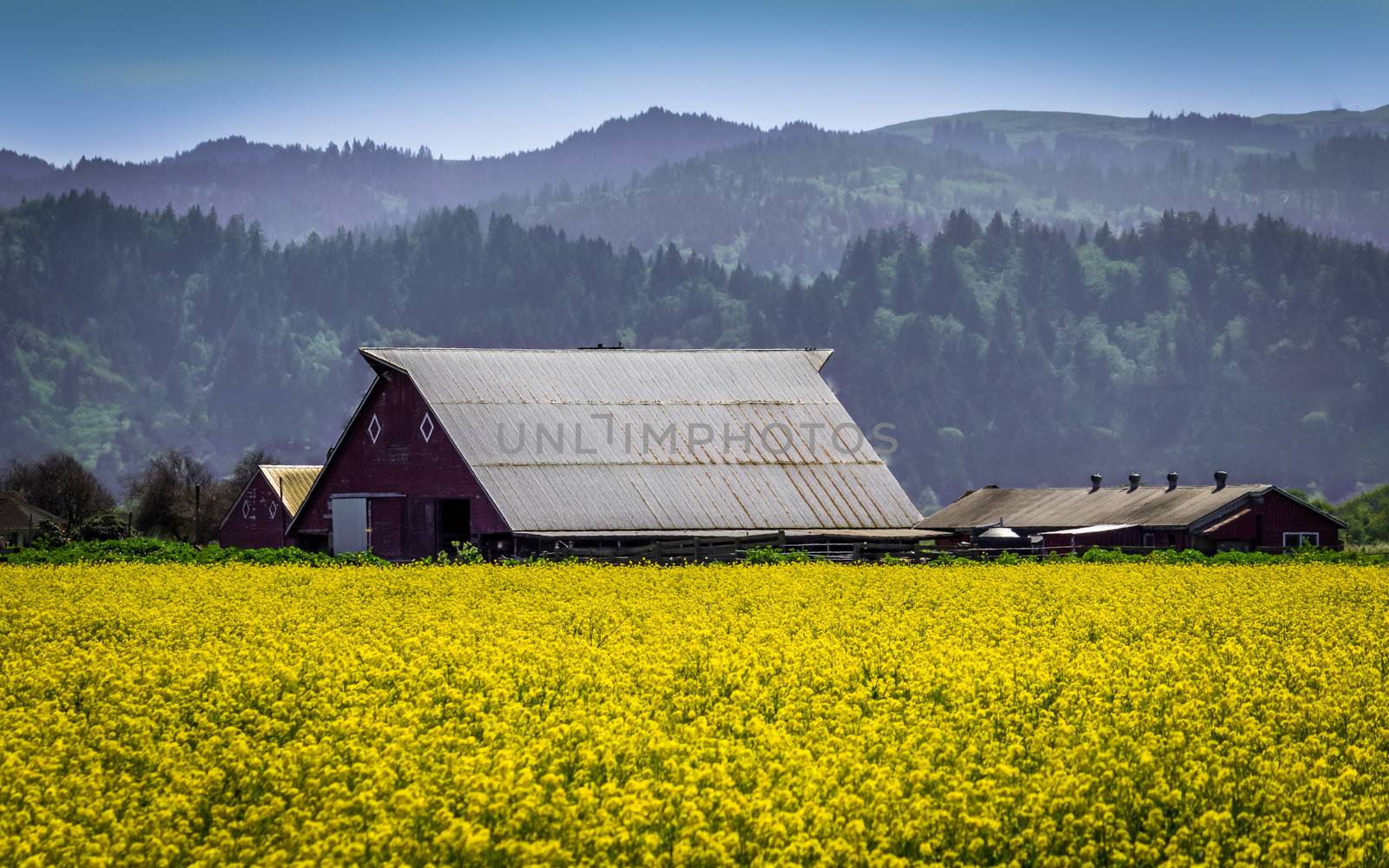 Mustard flowers and an old barn.