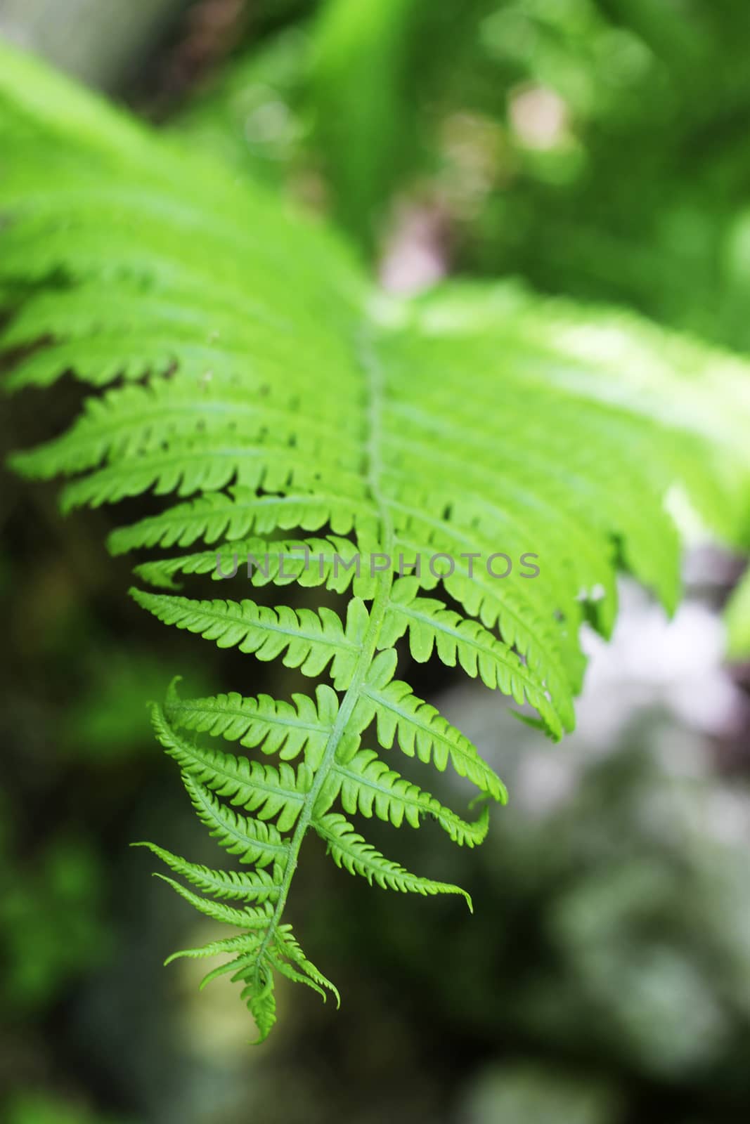 Fern leaves and bush in the summer forest by scullery