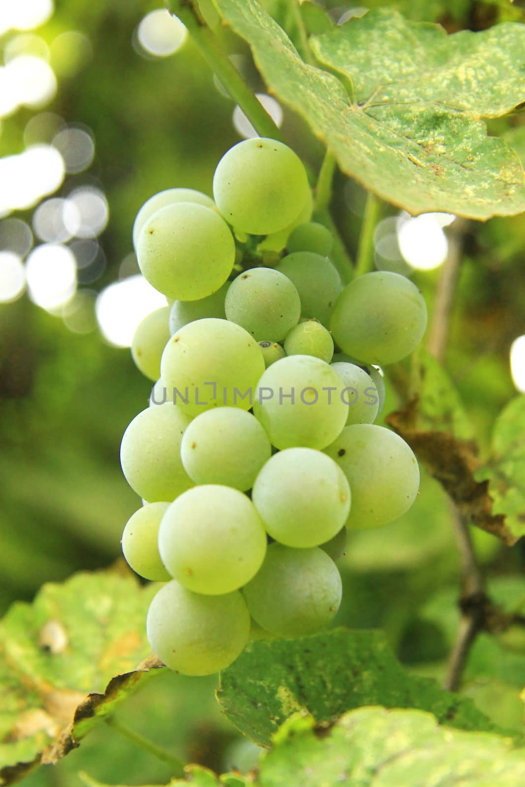 Bunch Of White Grape In The Vineyard