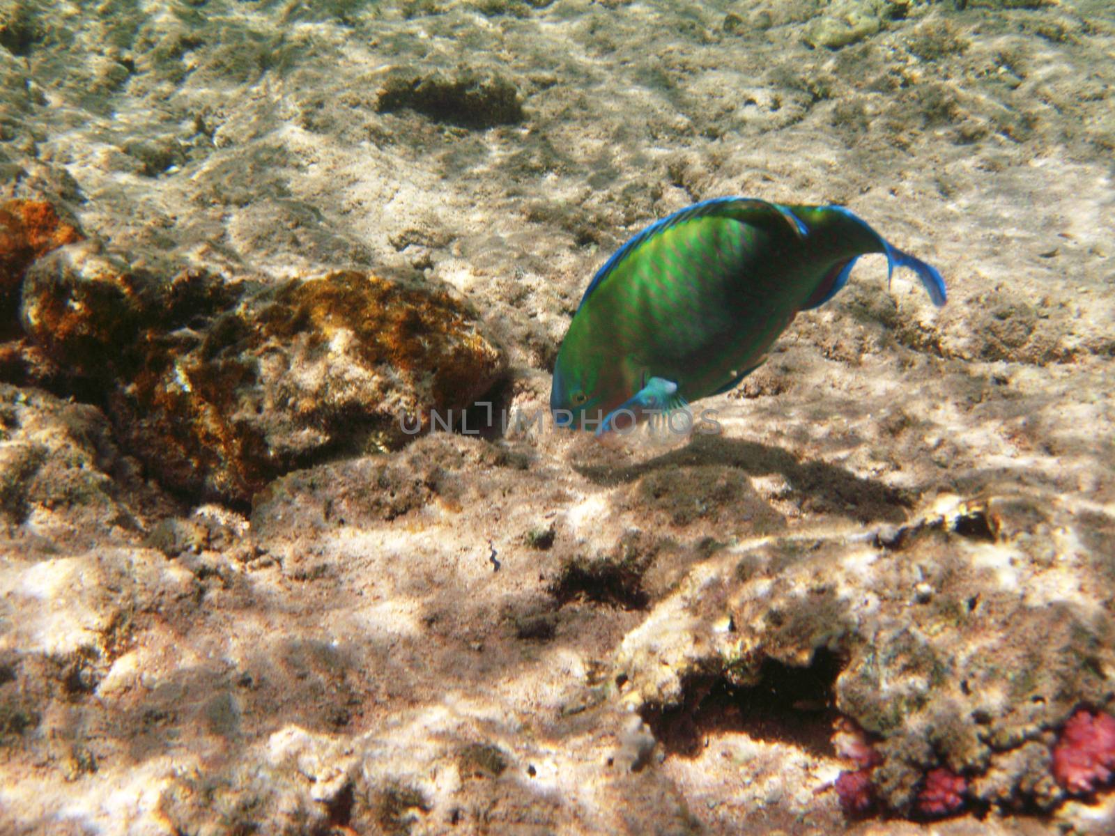 Tropical exotic fish underwater. The pseododax moluccanus