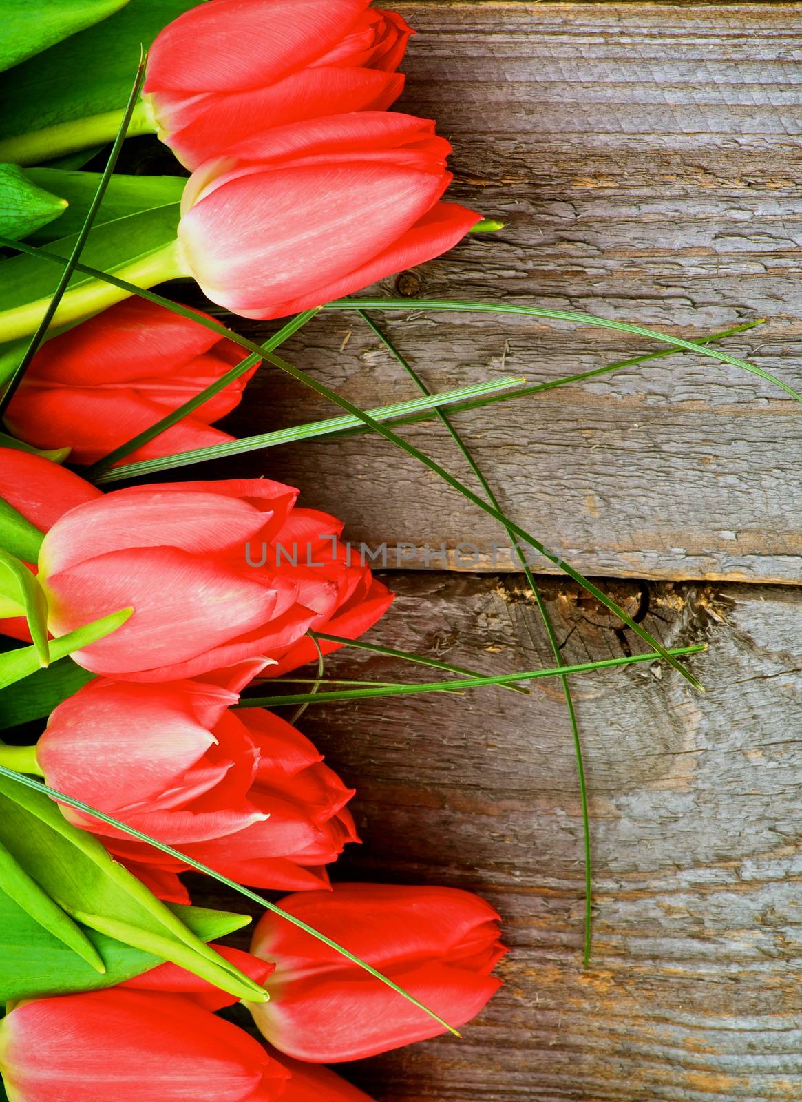 Arrangement of Beautiful Spring Red Tulips with Green Grass isolated on Cracked Rustic Wooden background
