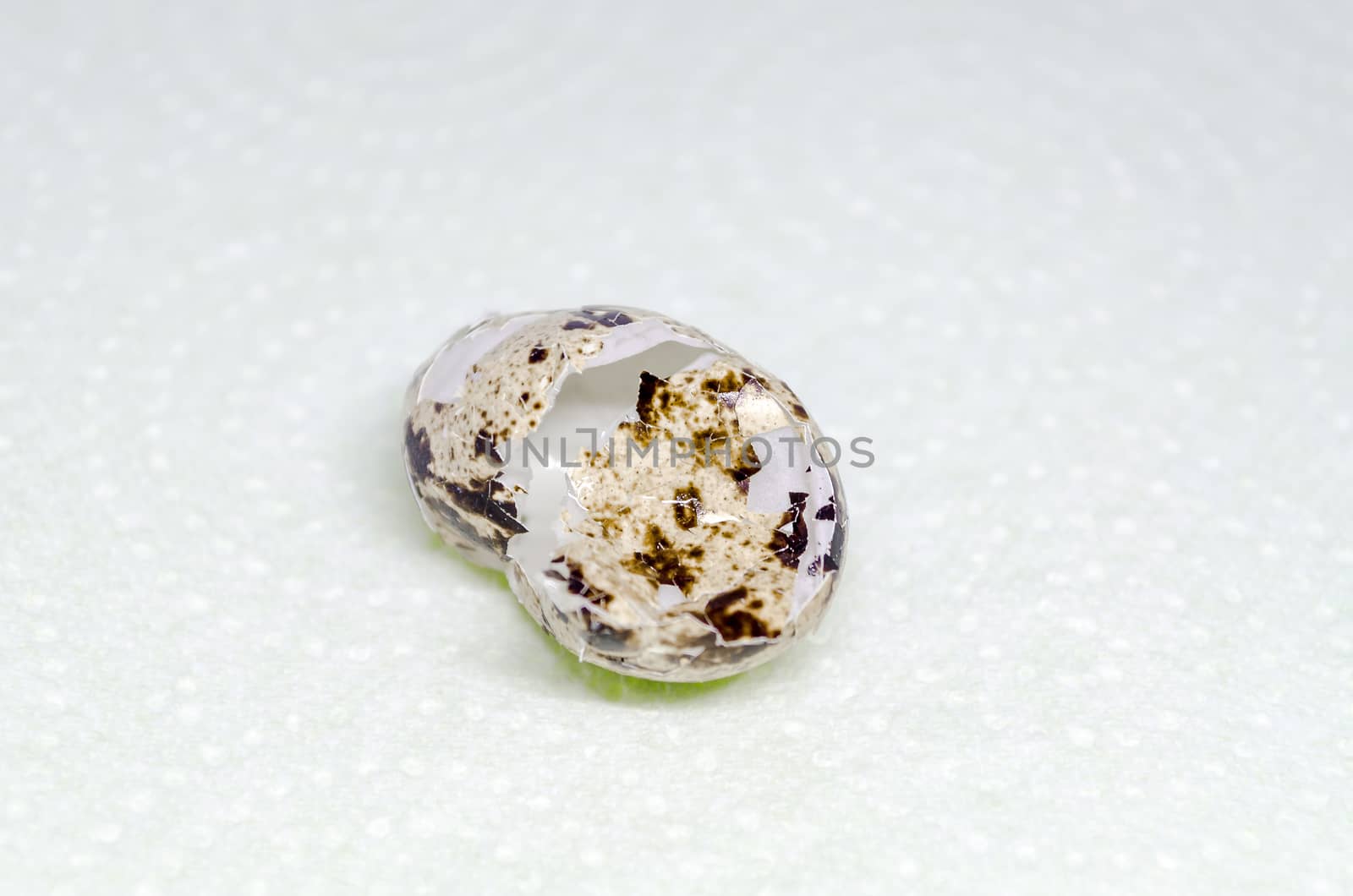 Broken shell of a hatched Monitored Leis.