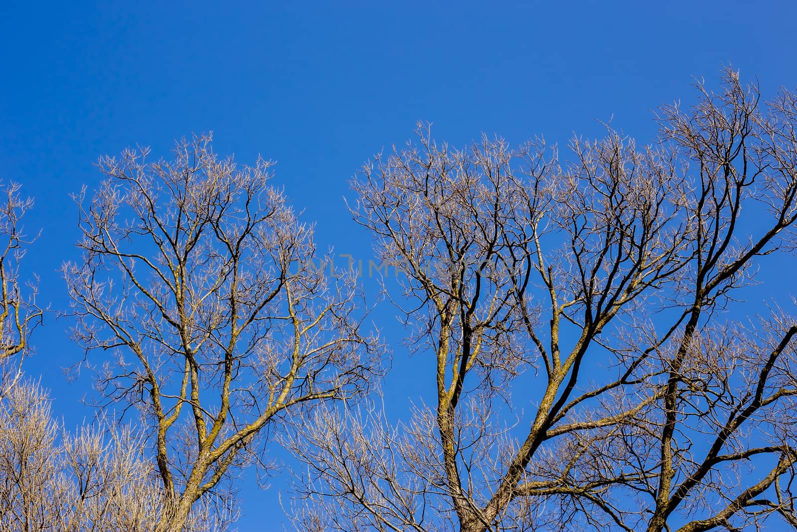 Bare branches of a tree against blue sky, nature spring background