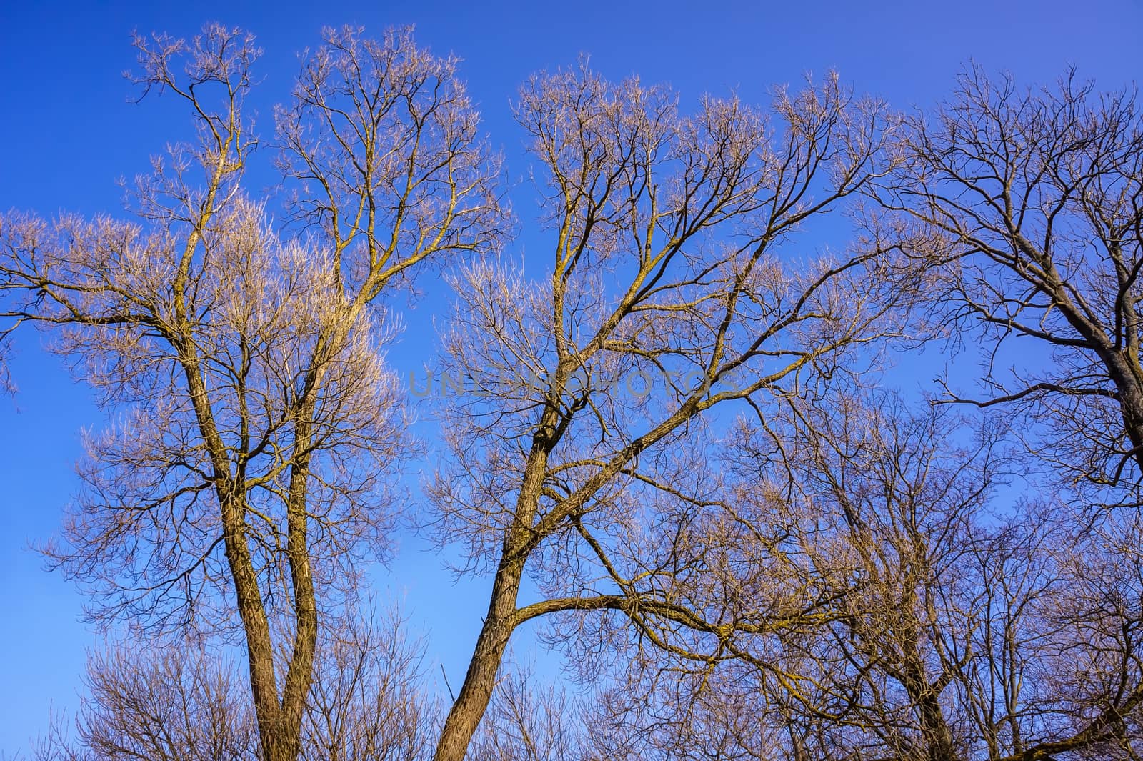 Bare branches of a tree against blue sky, nature spring background