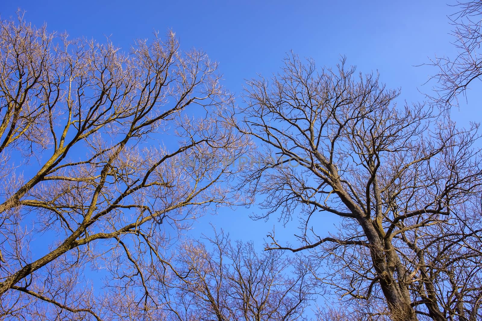 Bare branches of a tree against blue sky, nature spring background