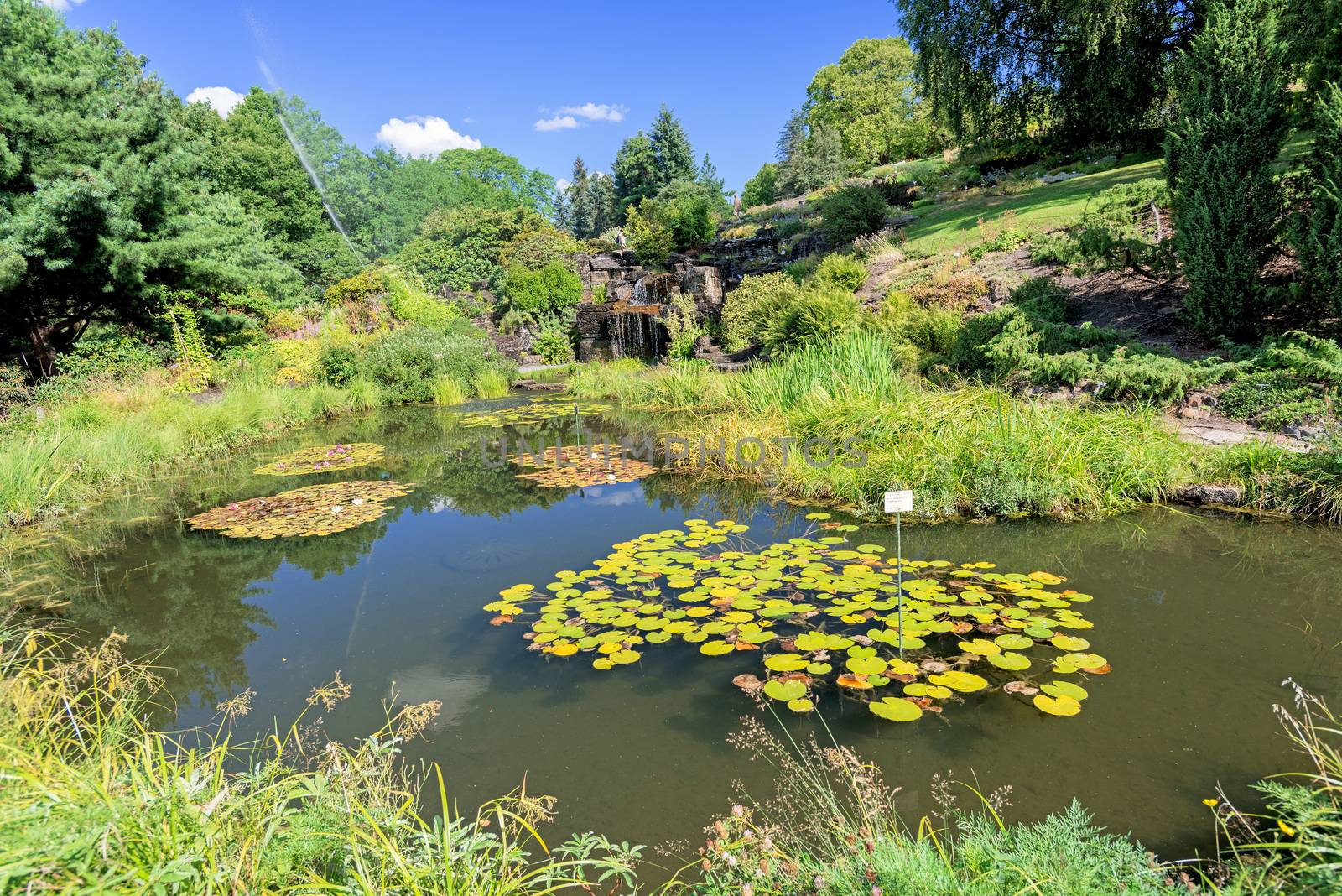 Lake at botanical garden by Nanisimova