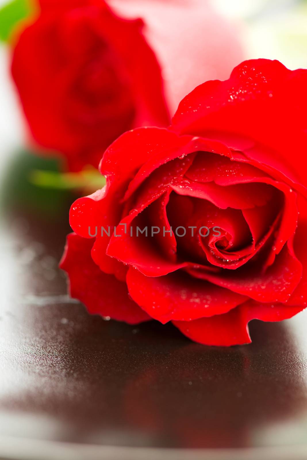 Red roses macro on plate by Nanisimova
