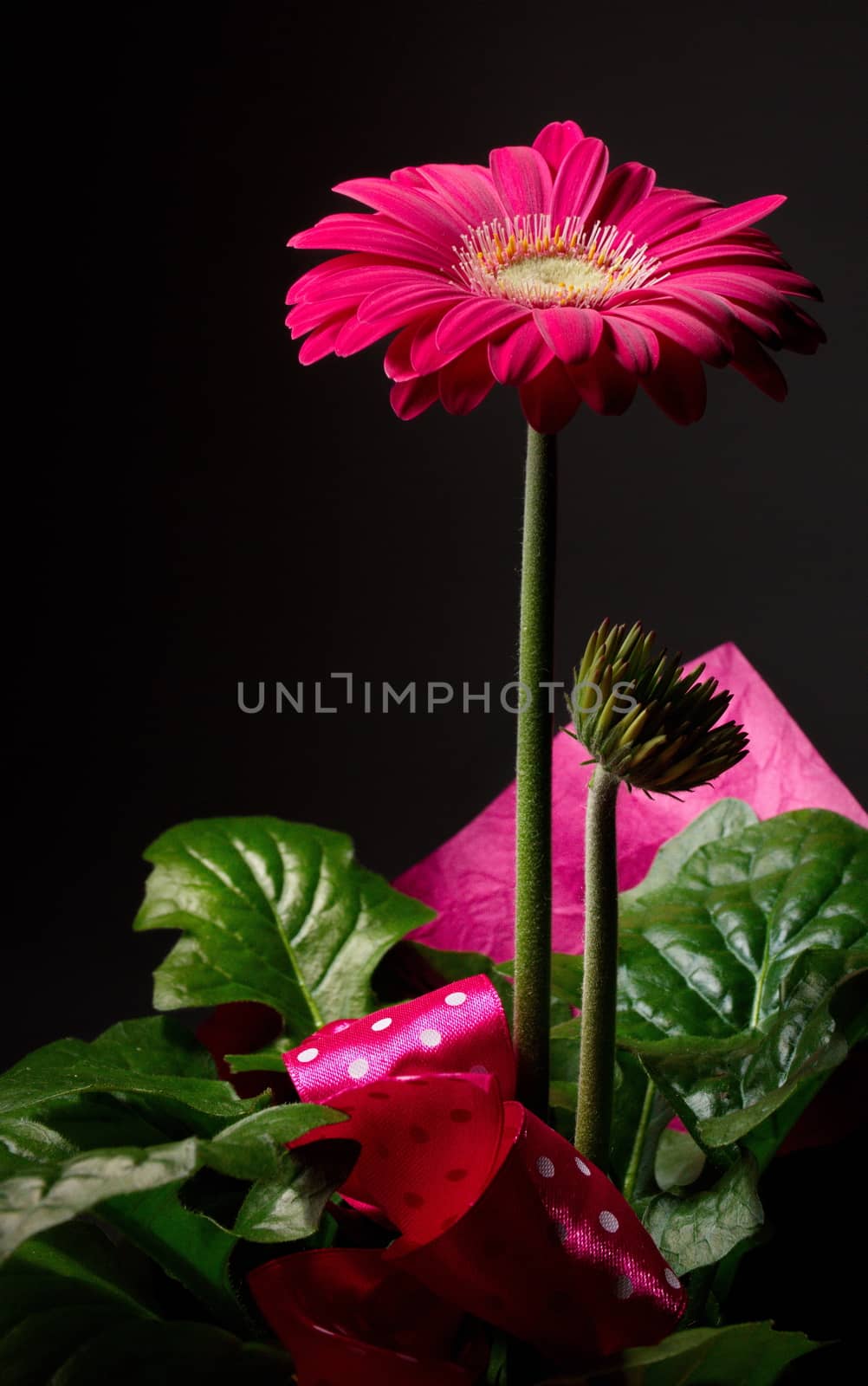 Purple gerbera flower by anderm