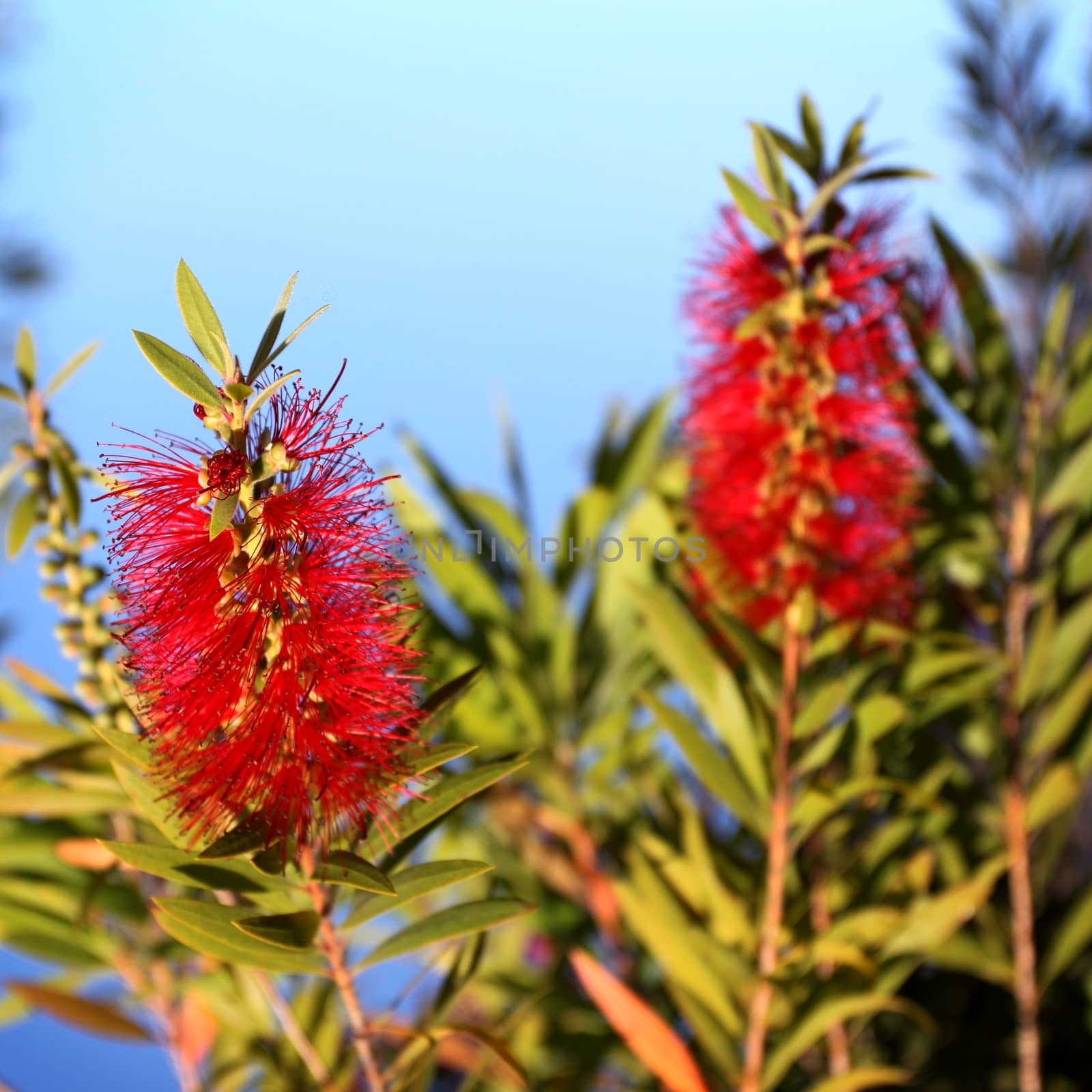 Red Bottlebrush Callistemon with a blue sky in the background.