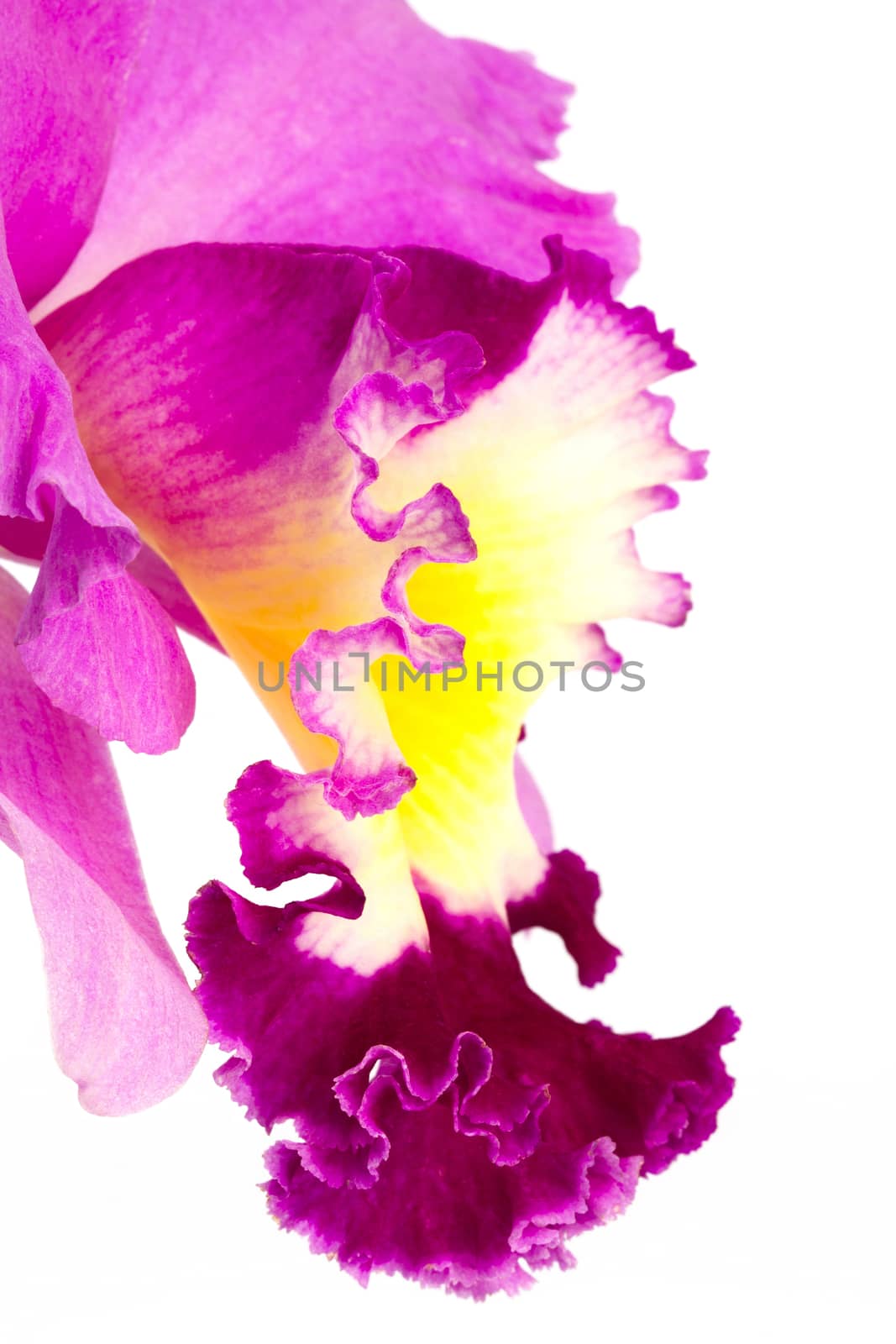 A close-up view of the inside of a colorful cattleya orchid