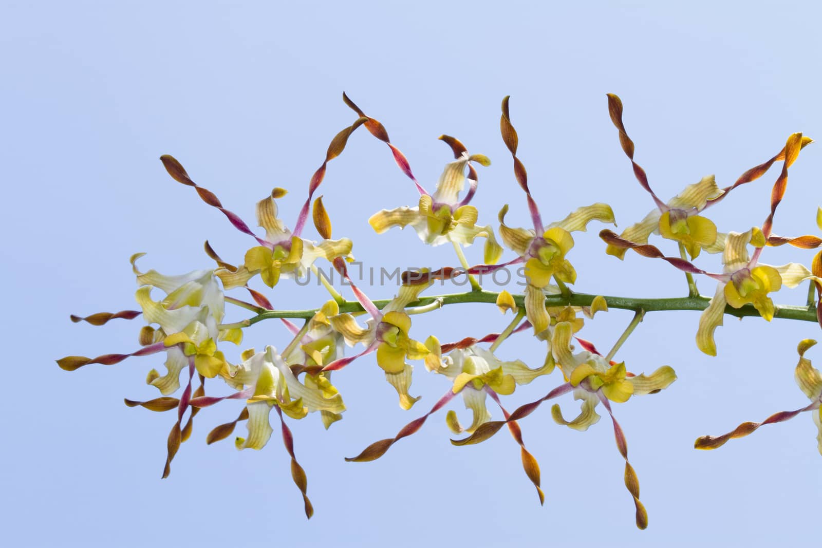 Dendrobium orchid hybrid yellow flowers.