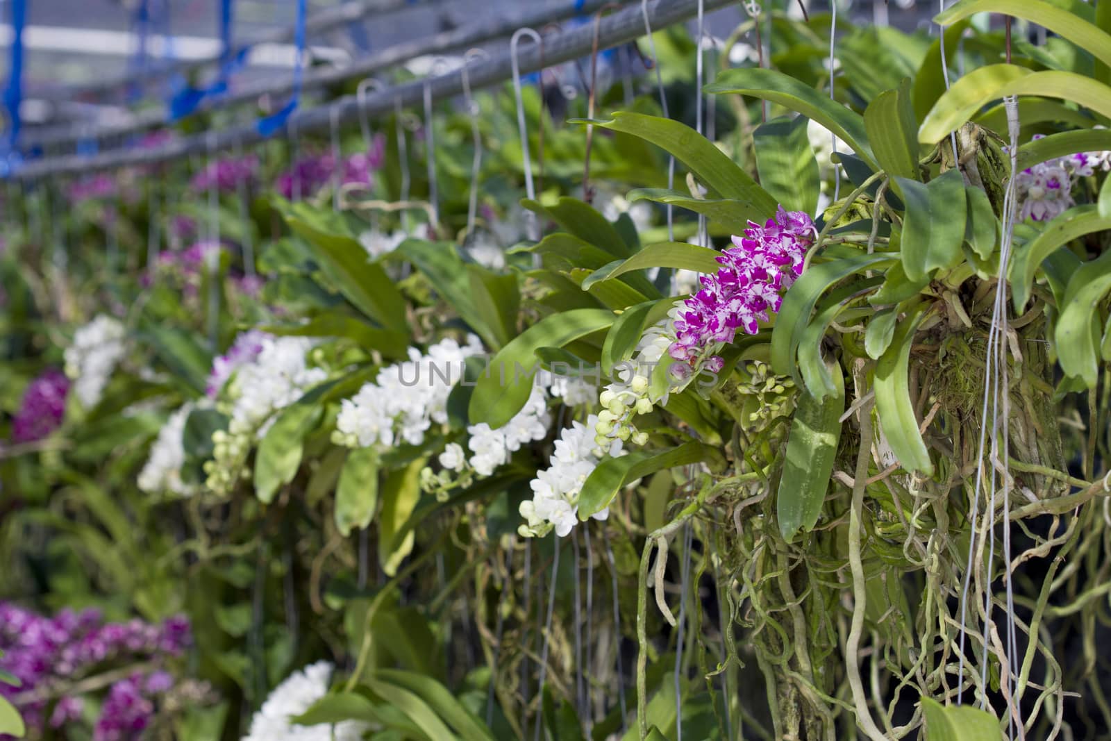 Shop orchids Trees on the market