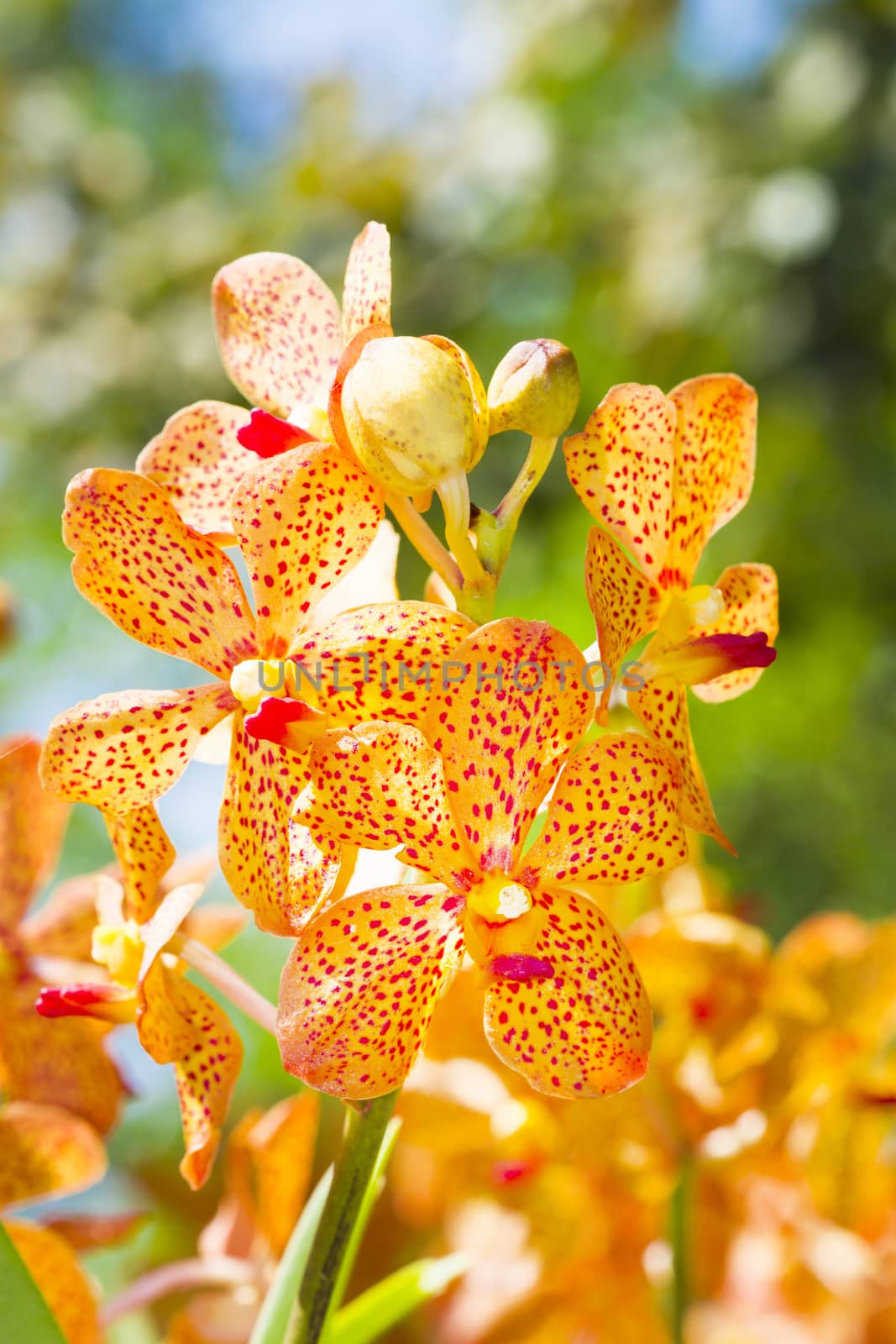 ORCHID SPECIES MOKKARA PLANT IN THE ORCHID GARDEN