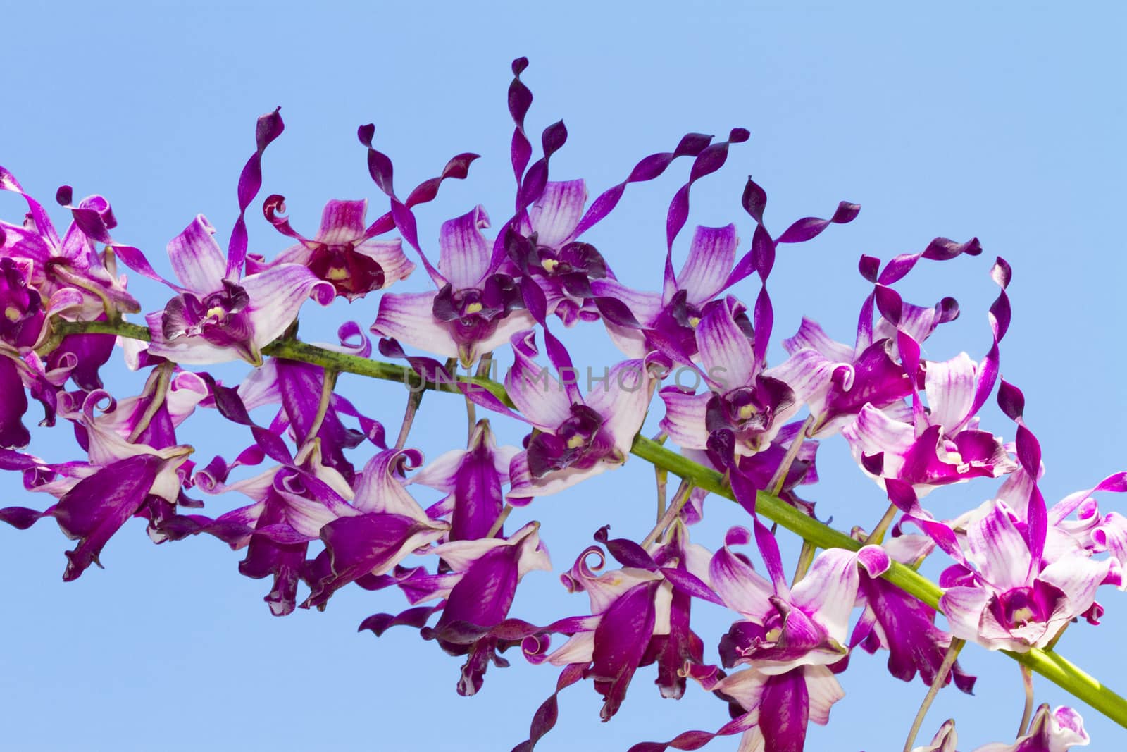 Dendrobium orchid hybrid purple flowers.