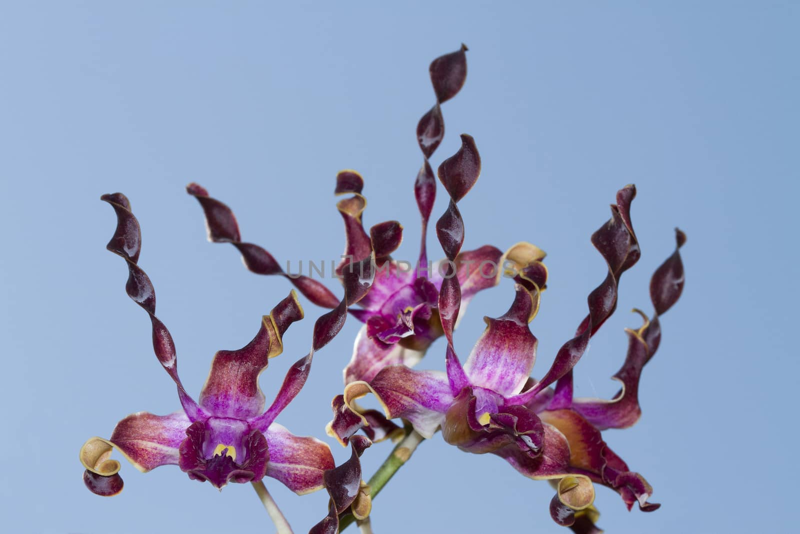 Dendrobium orchid hybrid purple flowers.