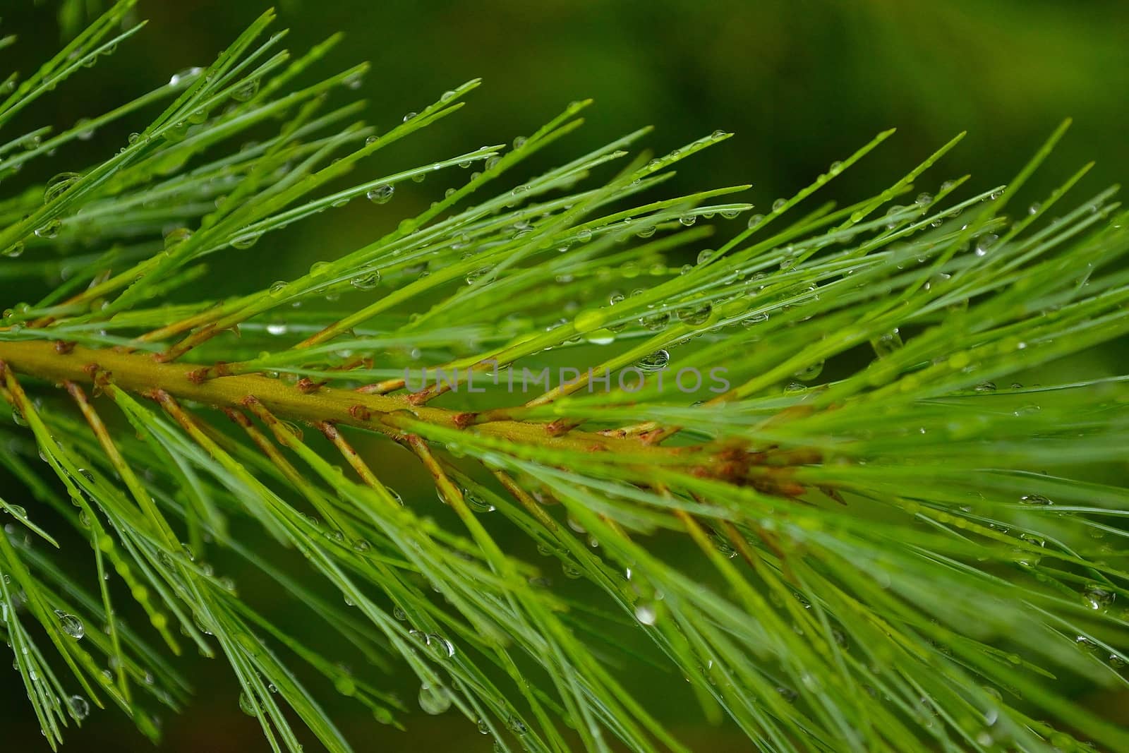 Water drops on a pine branch by rmbarricarte